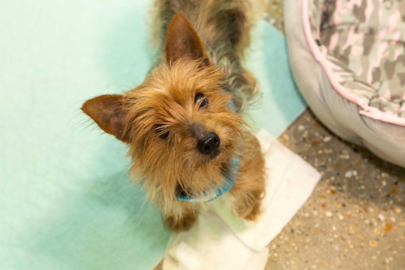 PetSuites Northshore Covington