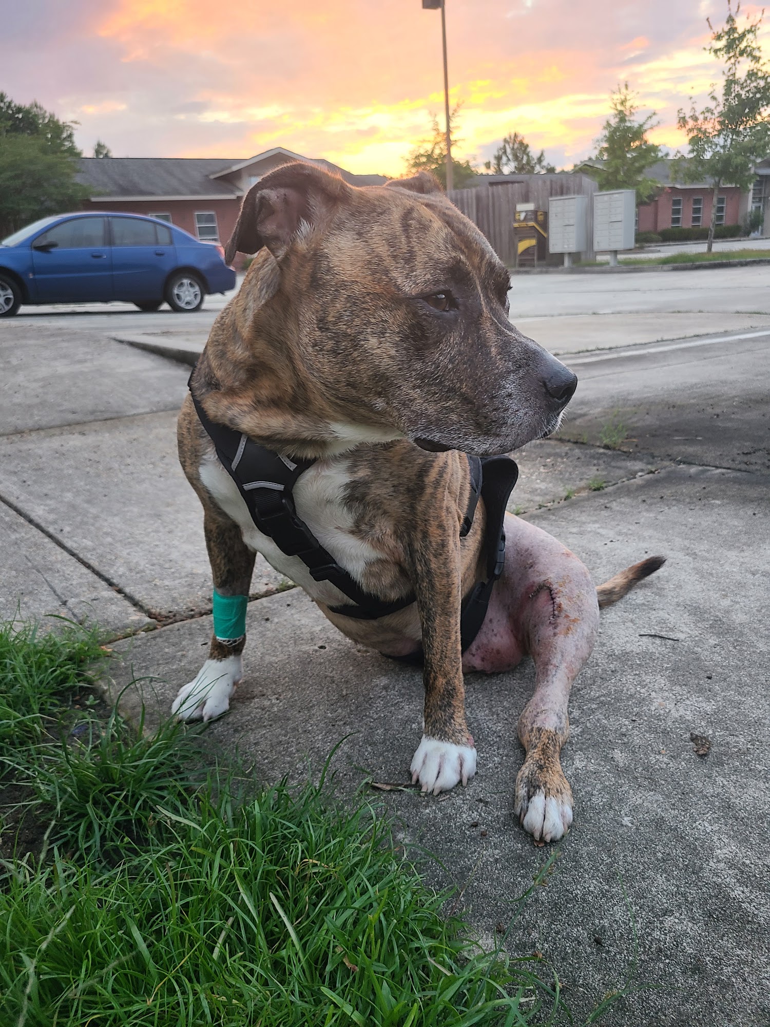 Resurge Veterinary Surgical Specialists and Rehabilitation Covington