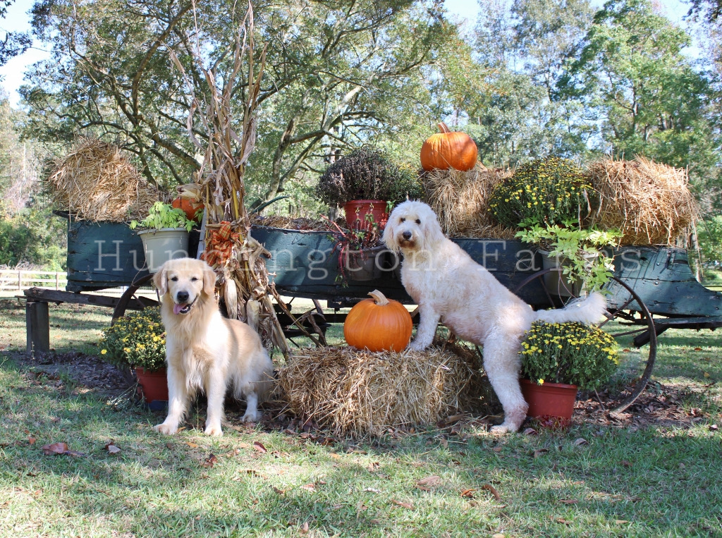 Hunnington Farms Kennel Covington