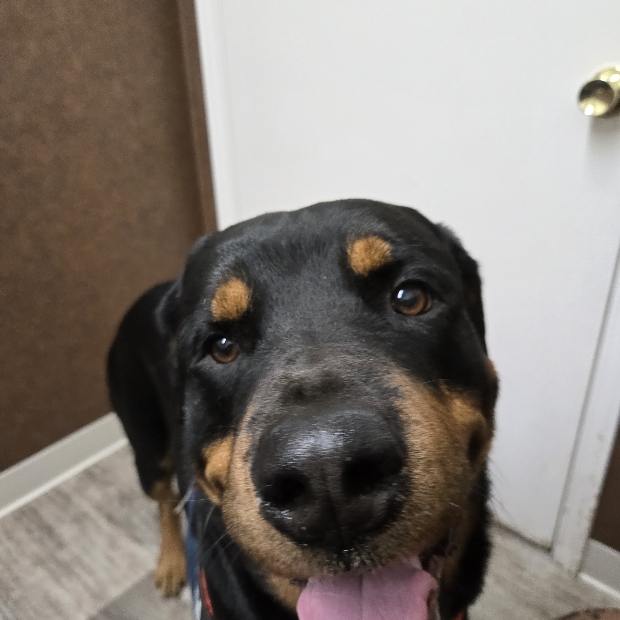 Acadia Animal Clinic, Inc. Crowley