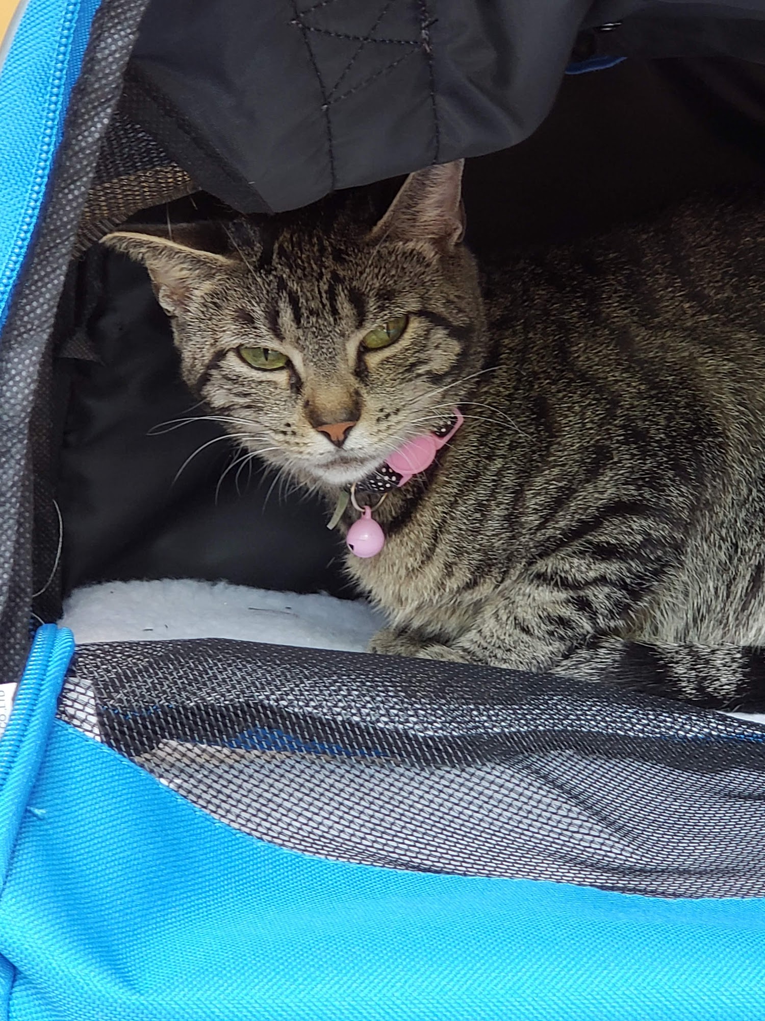 Crowley Veterinary Hospital Crowley