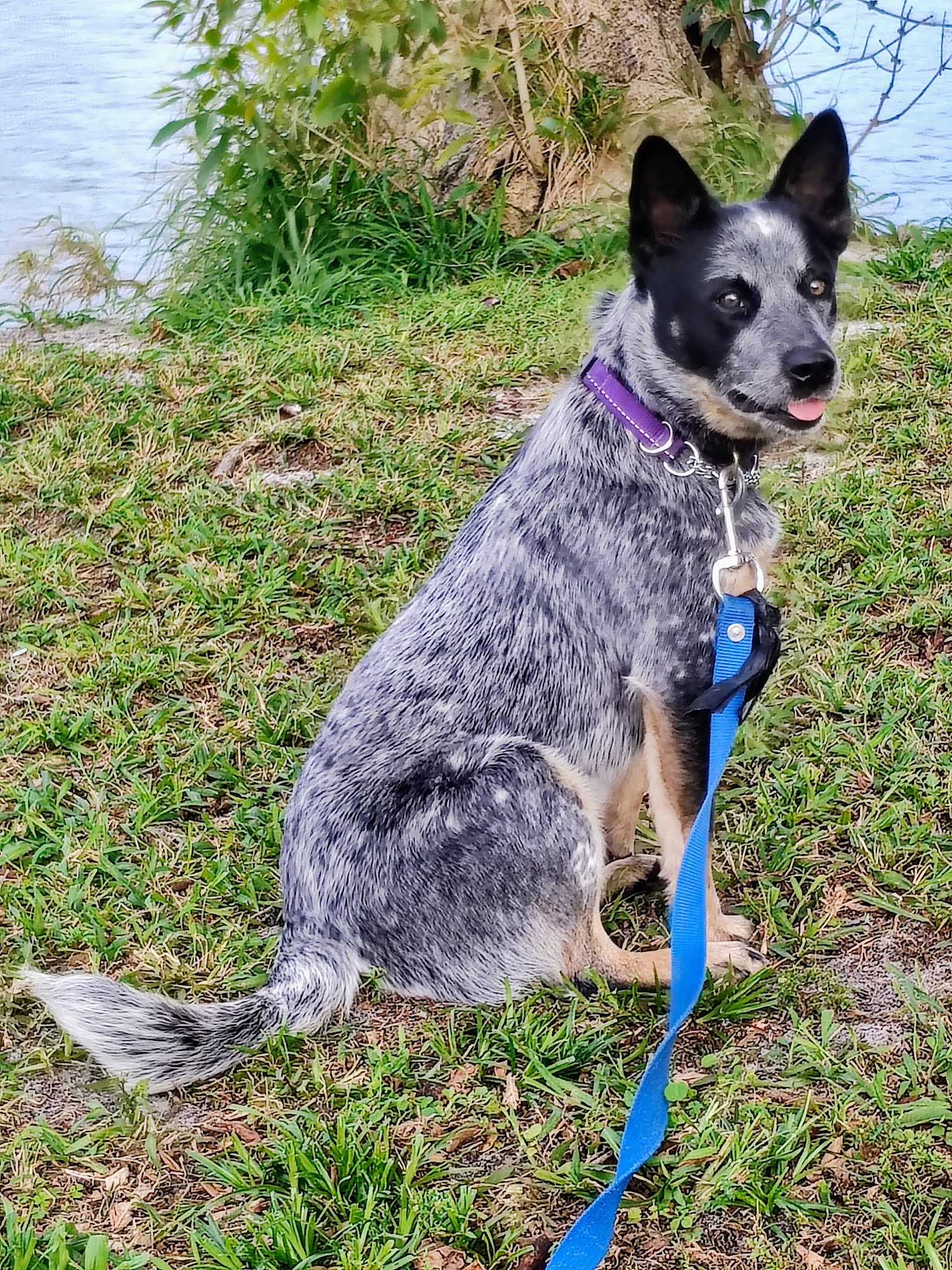 South Lafourche Vet Clinic Cut Off