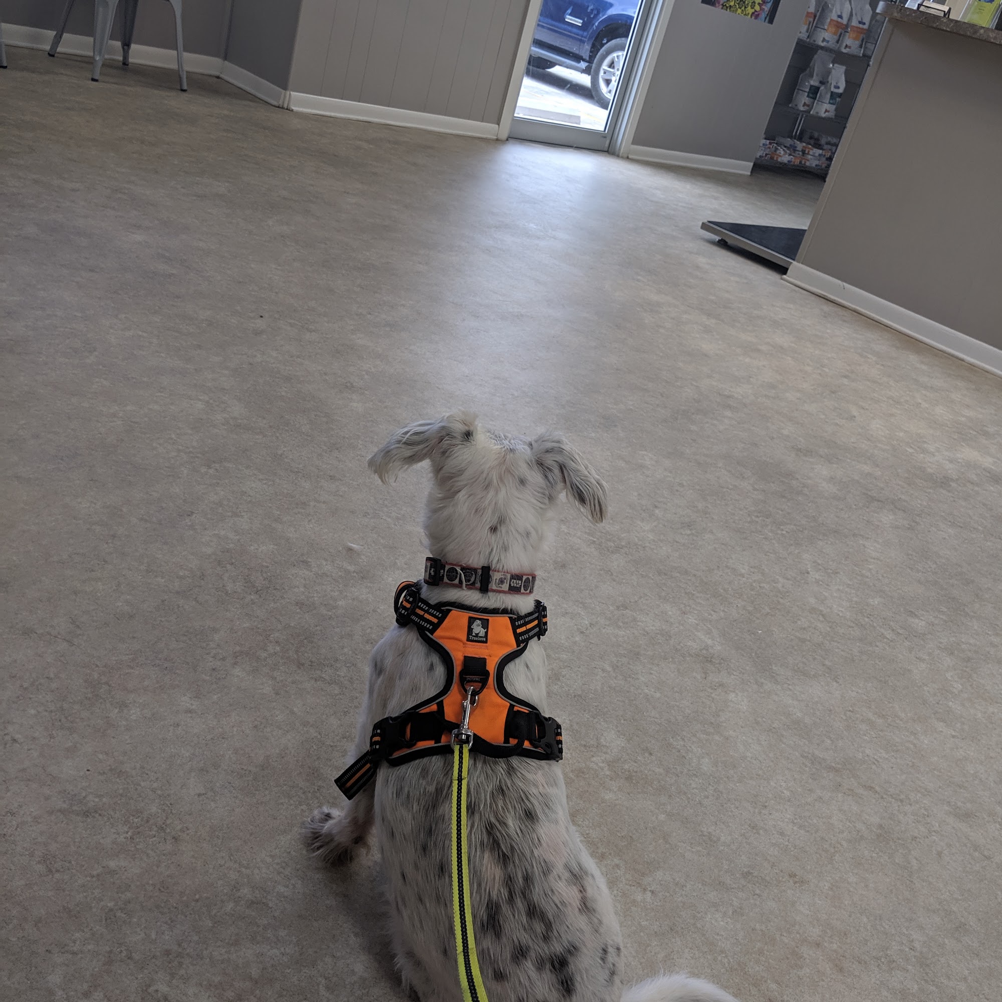 South Lafourche Vet Clinic Cut Off