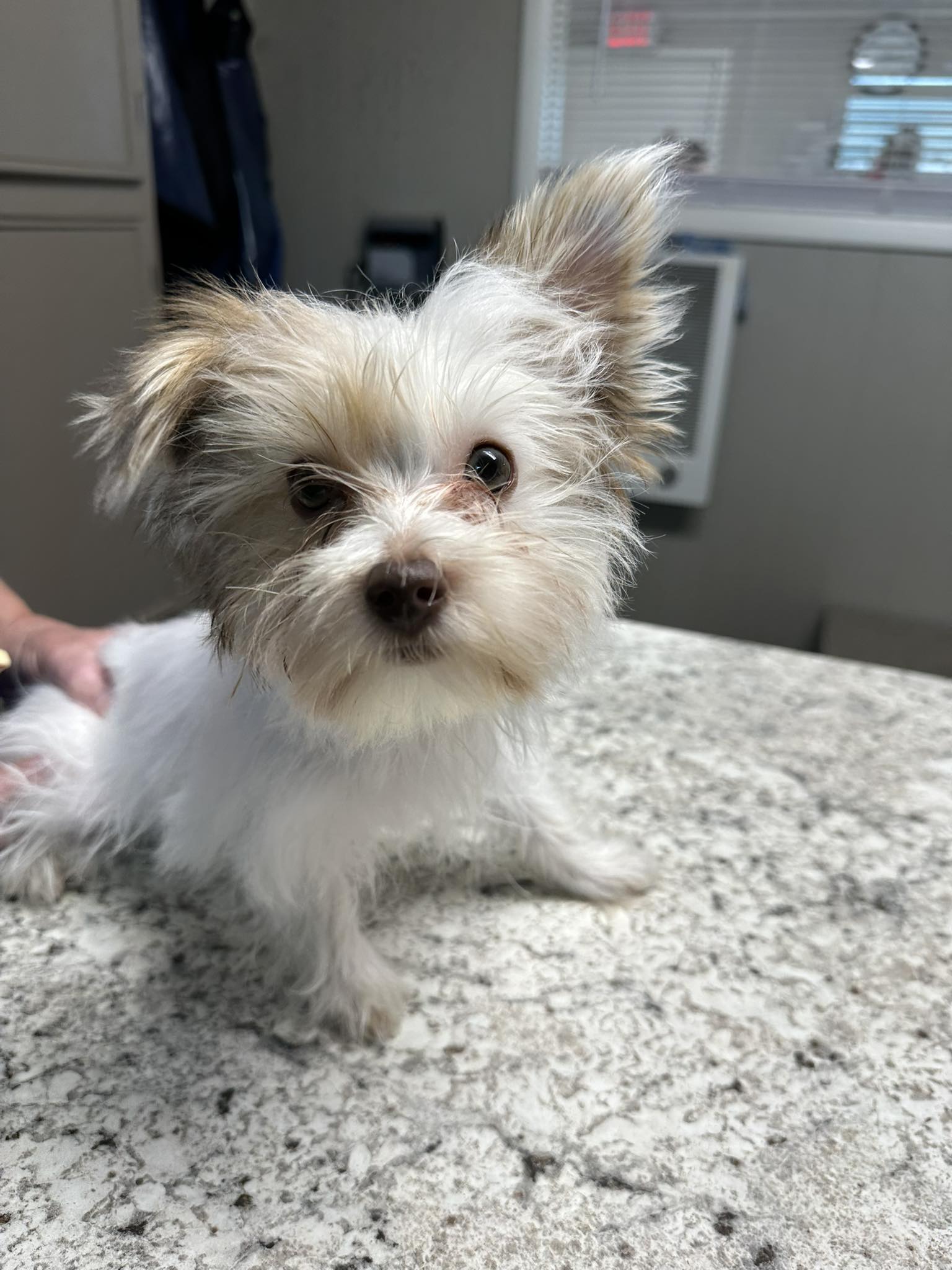 Lafourche Animal Hospital