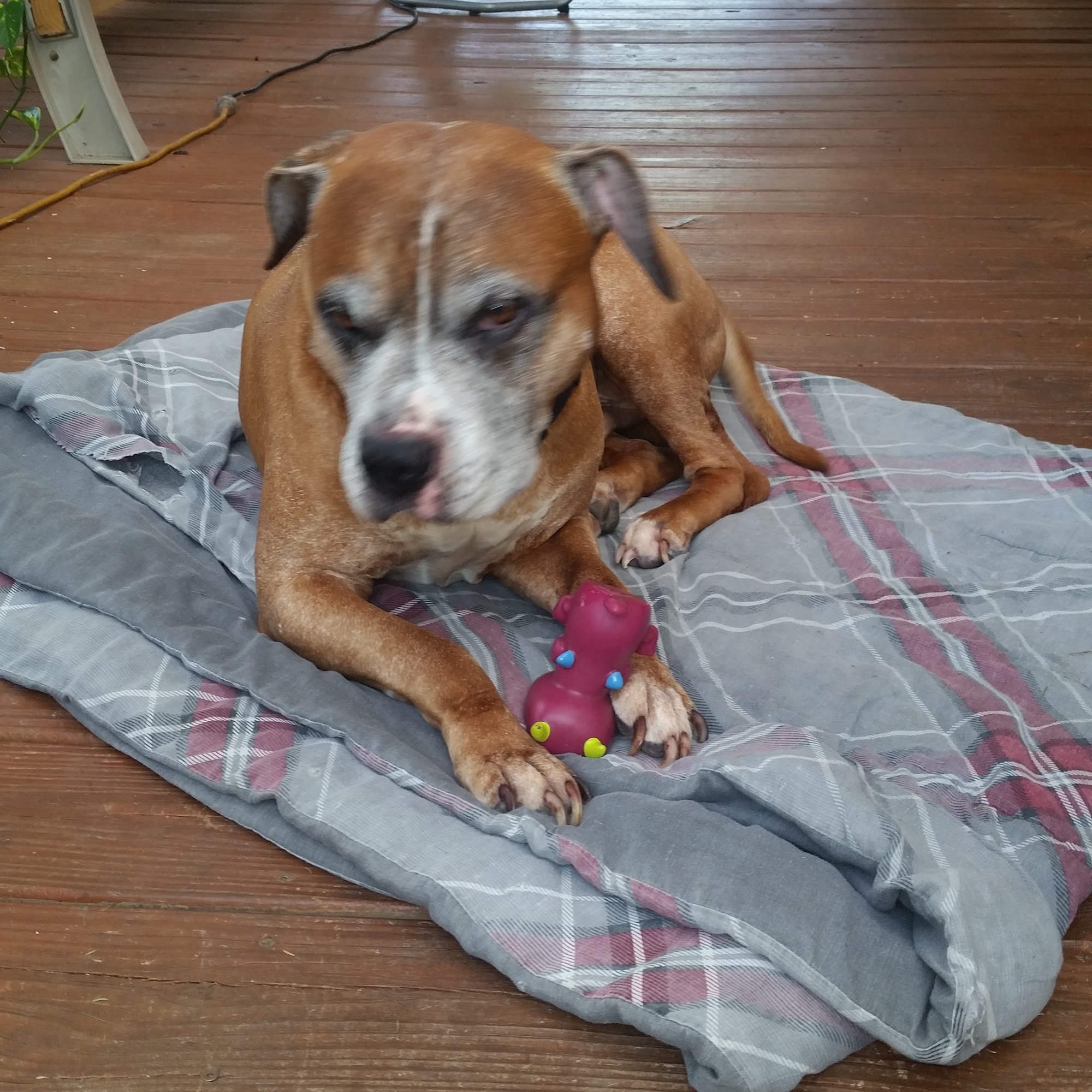 Lafourche Animal Hospital Cut Off