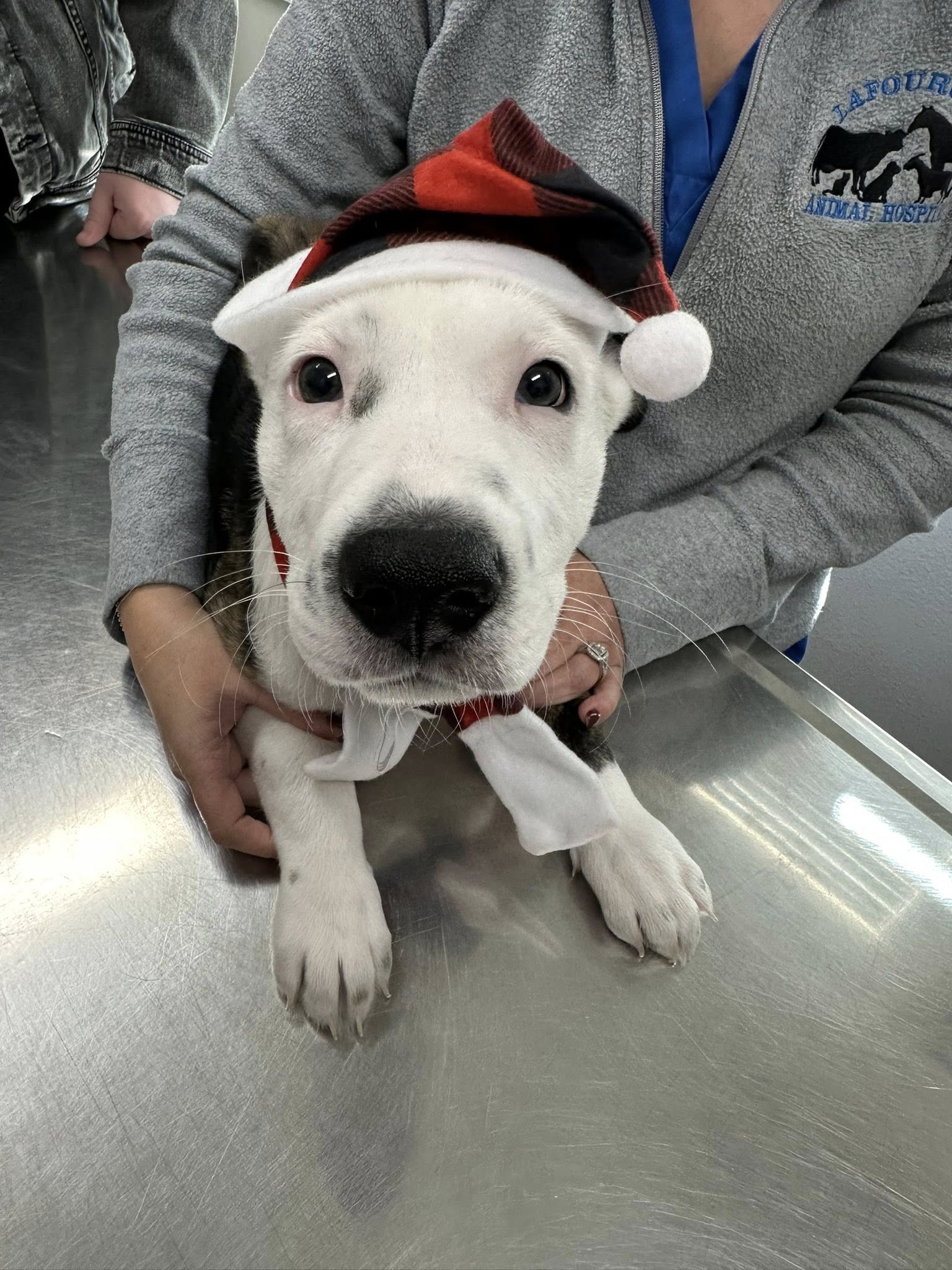 Lafourche Animal Hospital Cut Off