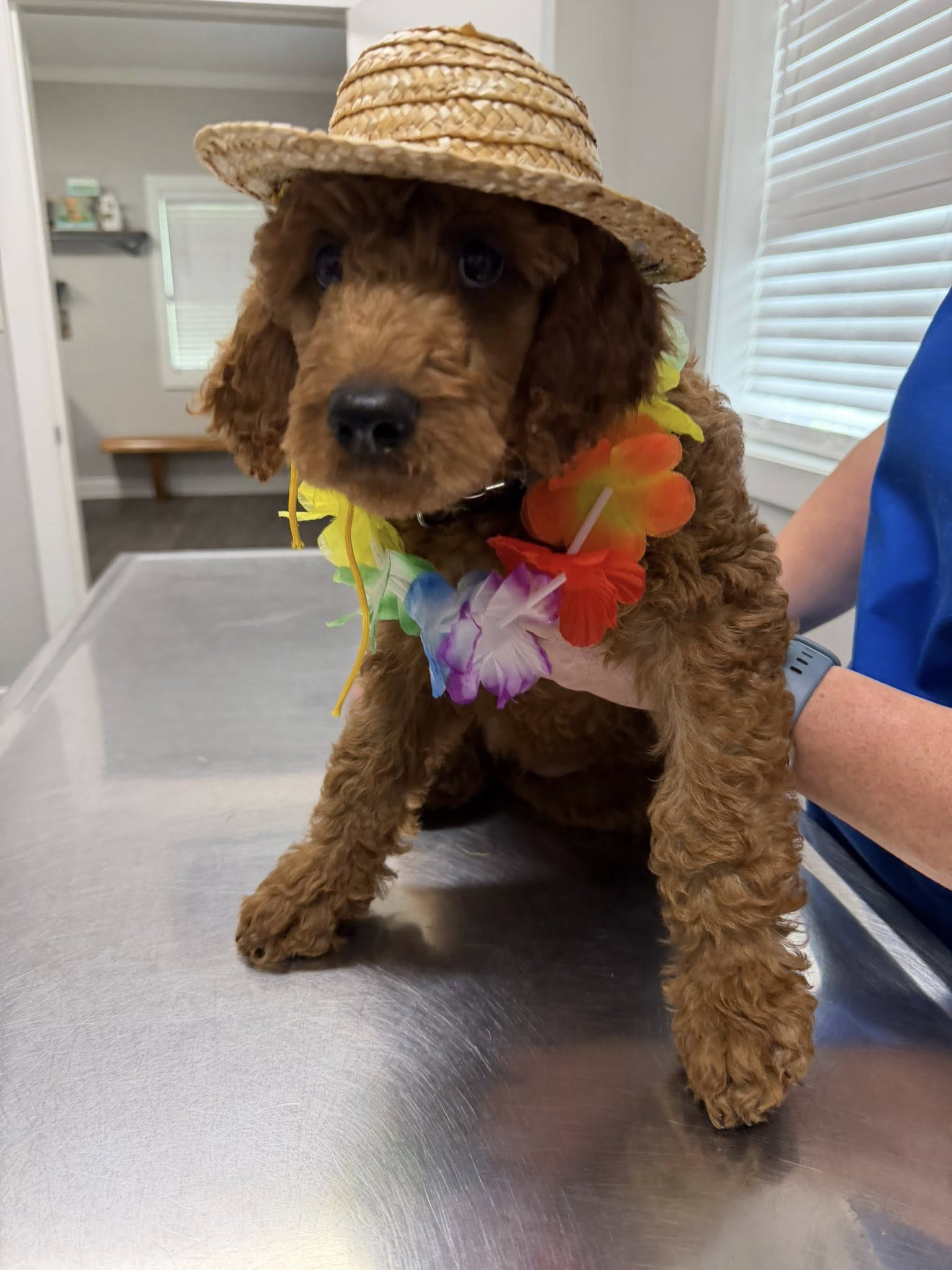 Lafourche Animal Hospital Cut Off