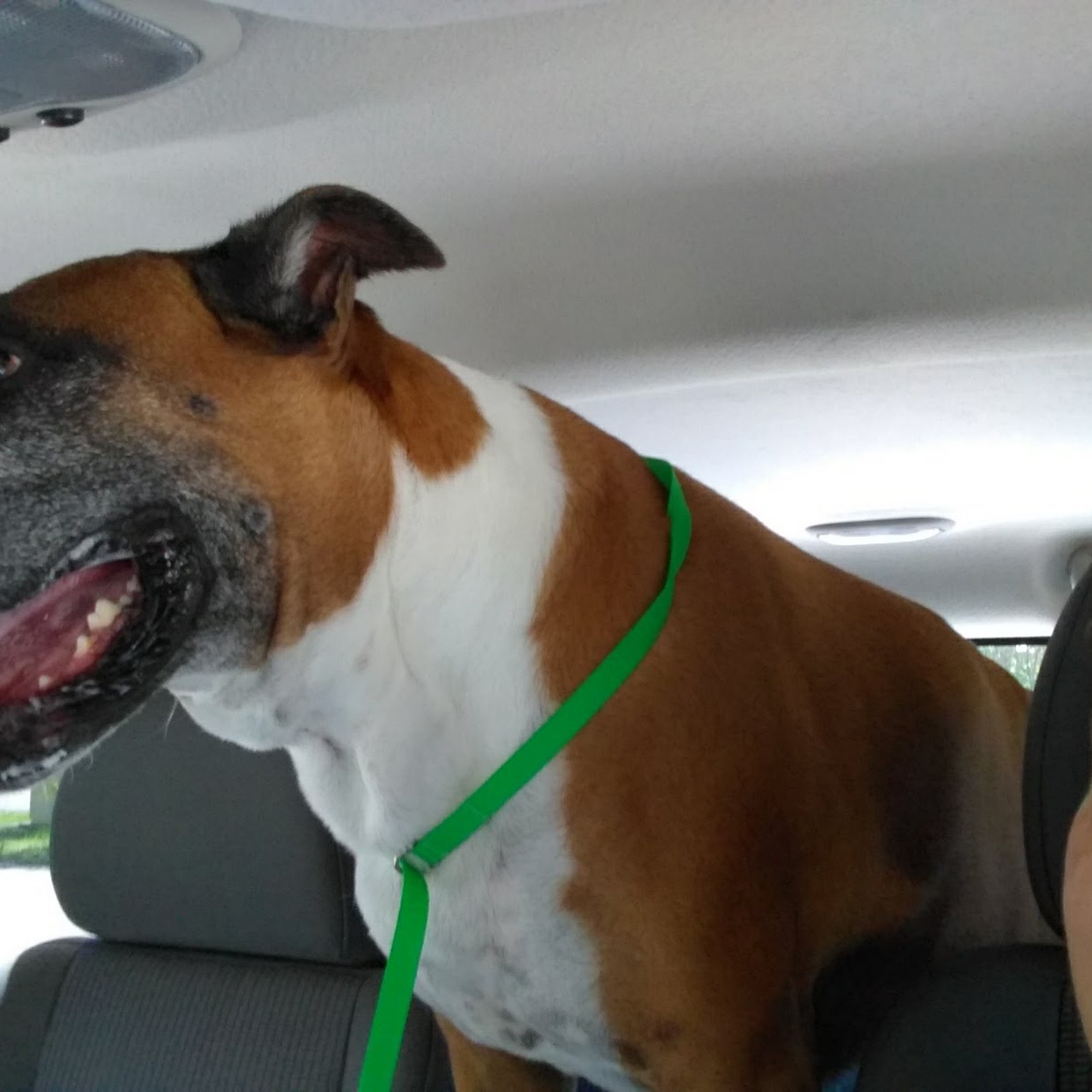 Dodge City Veterinary Hospital, A Thrive Pet Healthcare Partner Denham Springs