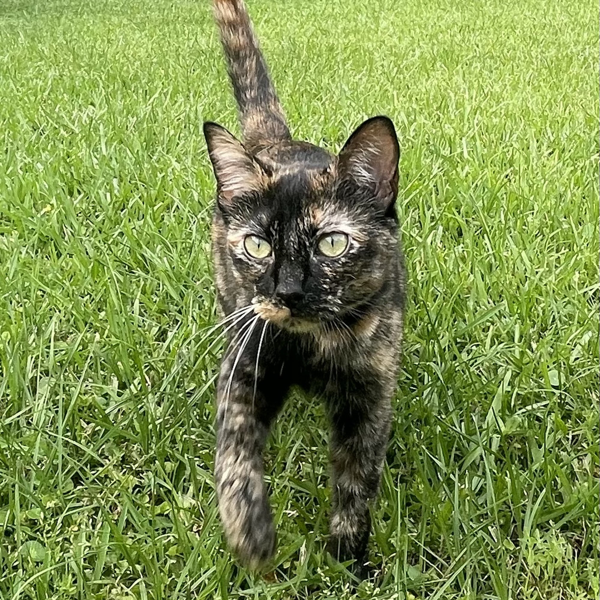 Watson Pet Hospital Denham Springs