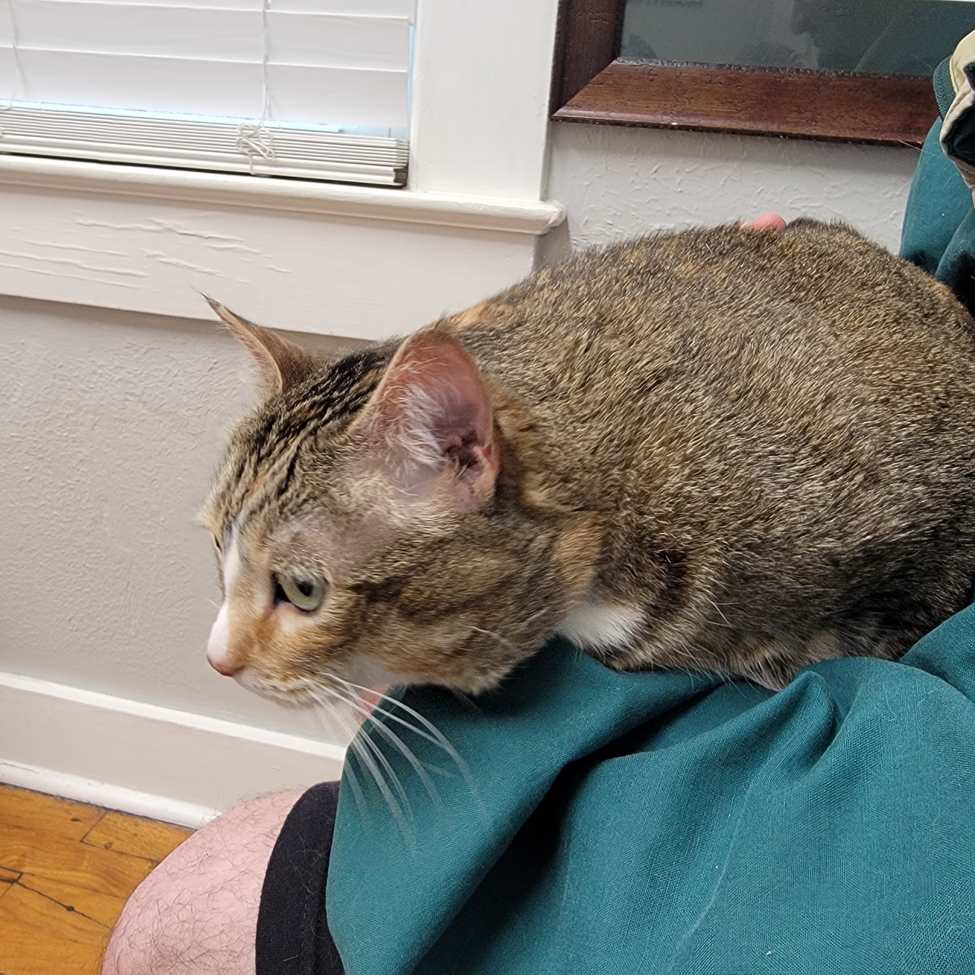 Live Oak Animal Hospital Denham Springs