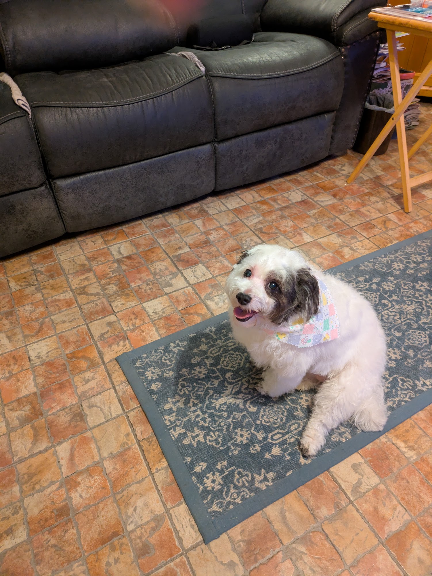 Denham Doghouse Denham Springs