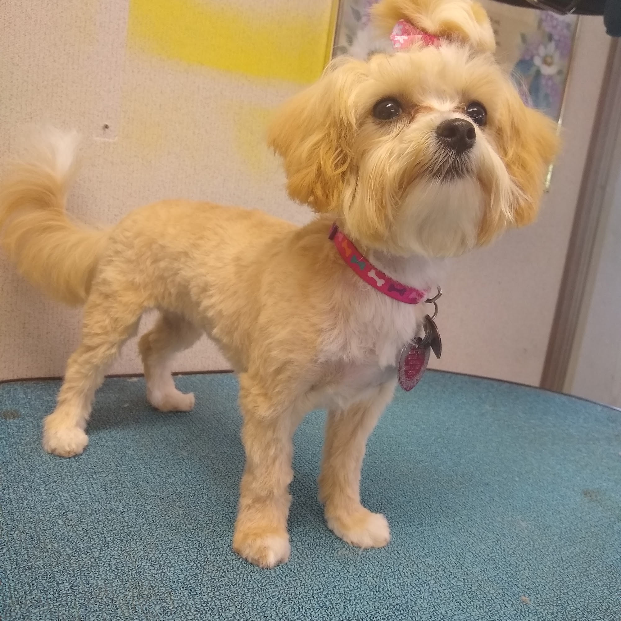 Bark Avenue Pet Salon & Boarding Denham Springs