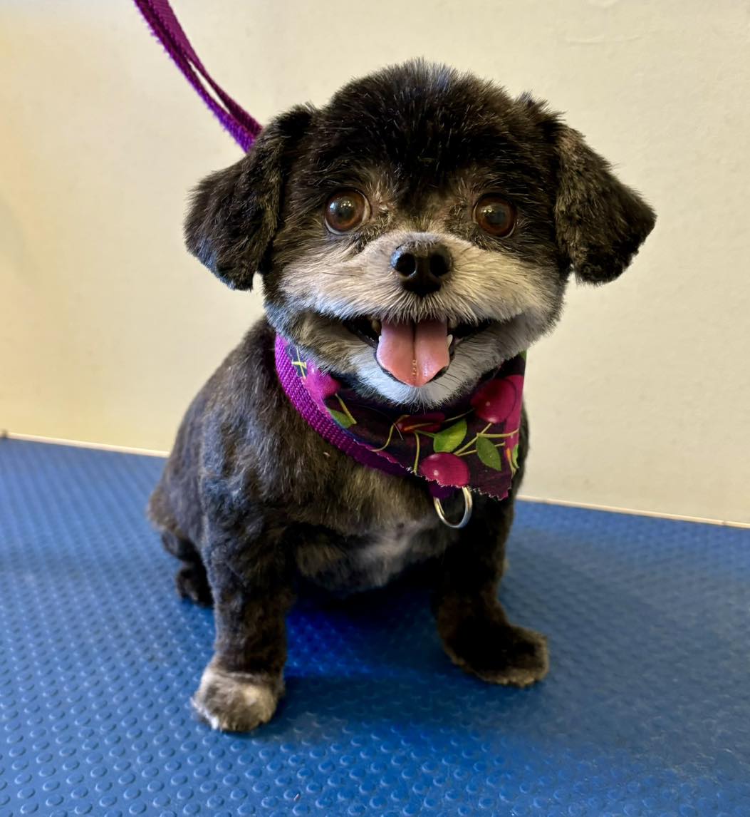 Sit Pretty Dog Grooming by Amanda