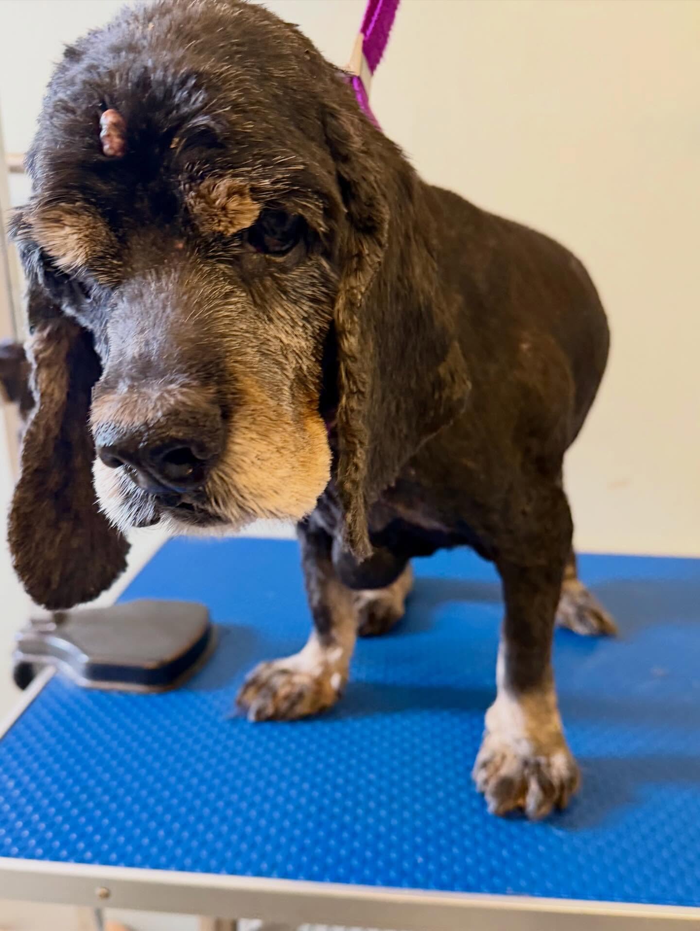 Sit Pretty Dog Grooming by Amanda