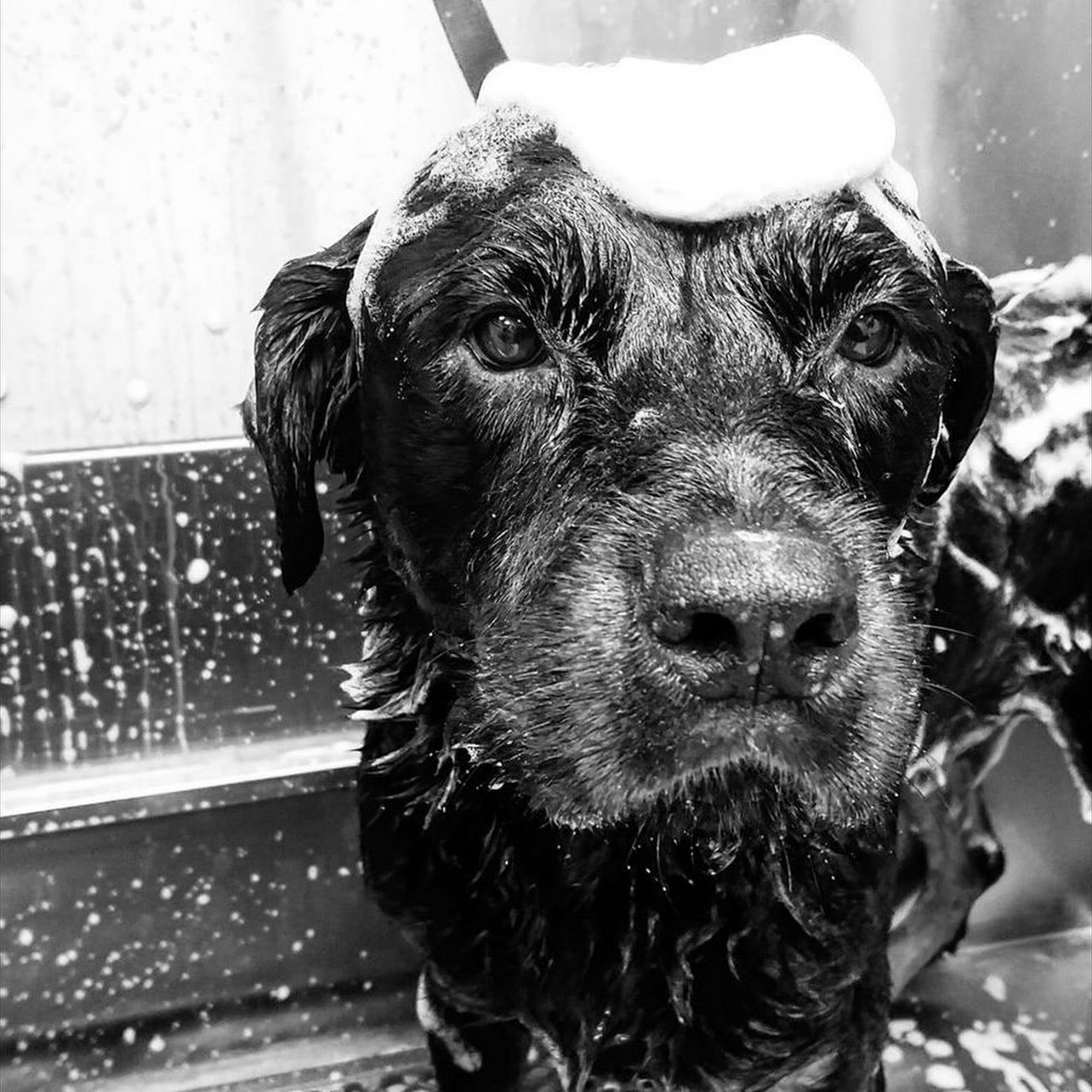 Hayes Veterinary Hospital DeRidder