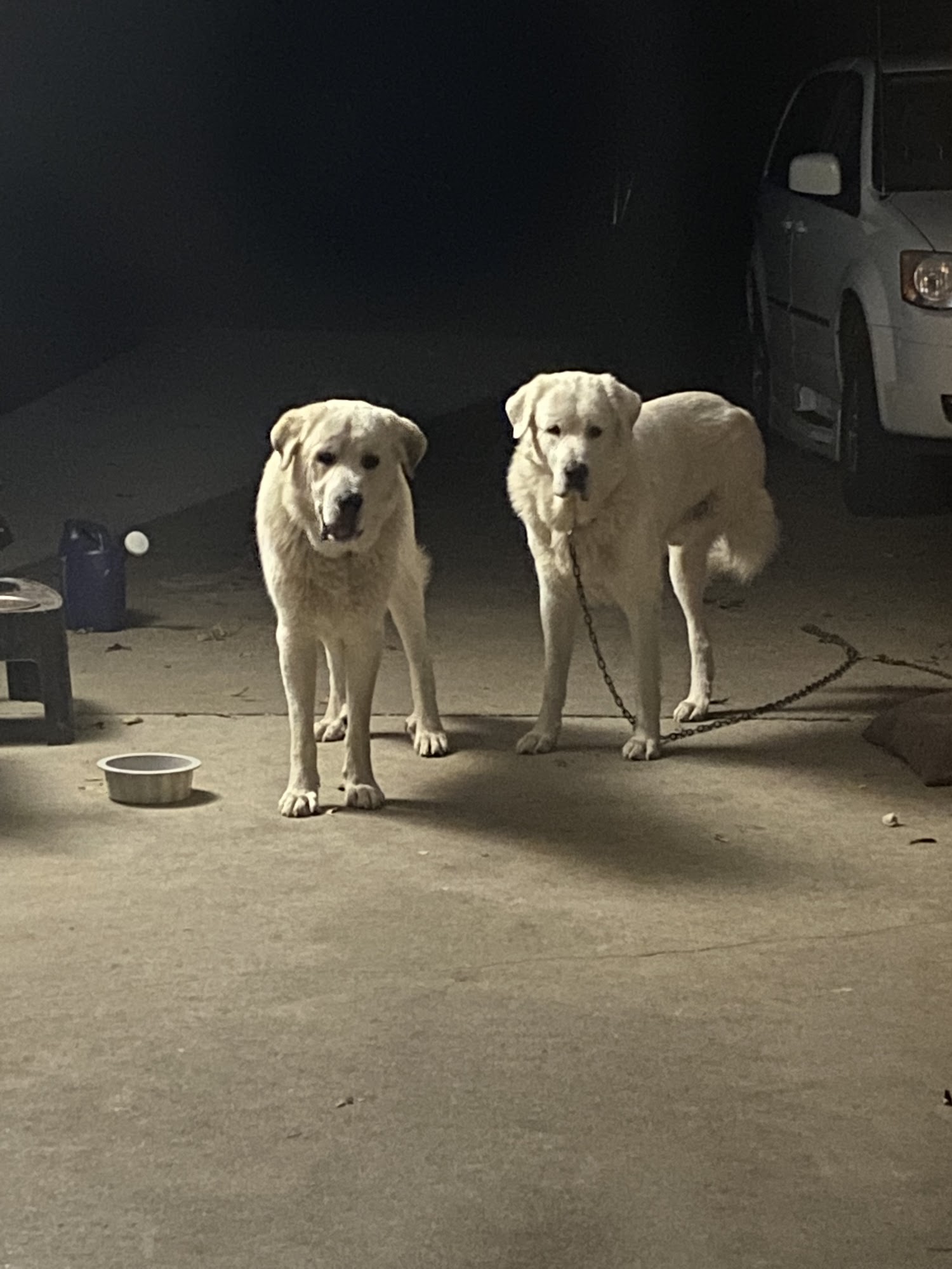 Beauregard Veterinary Clinic DeRidder