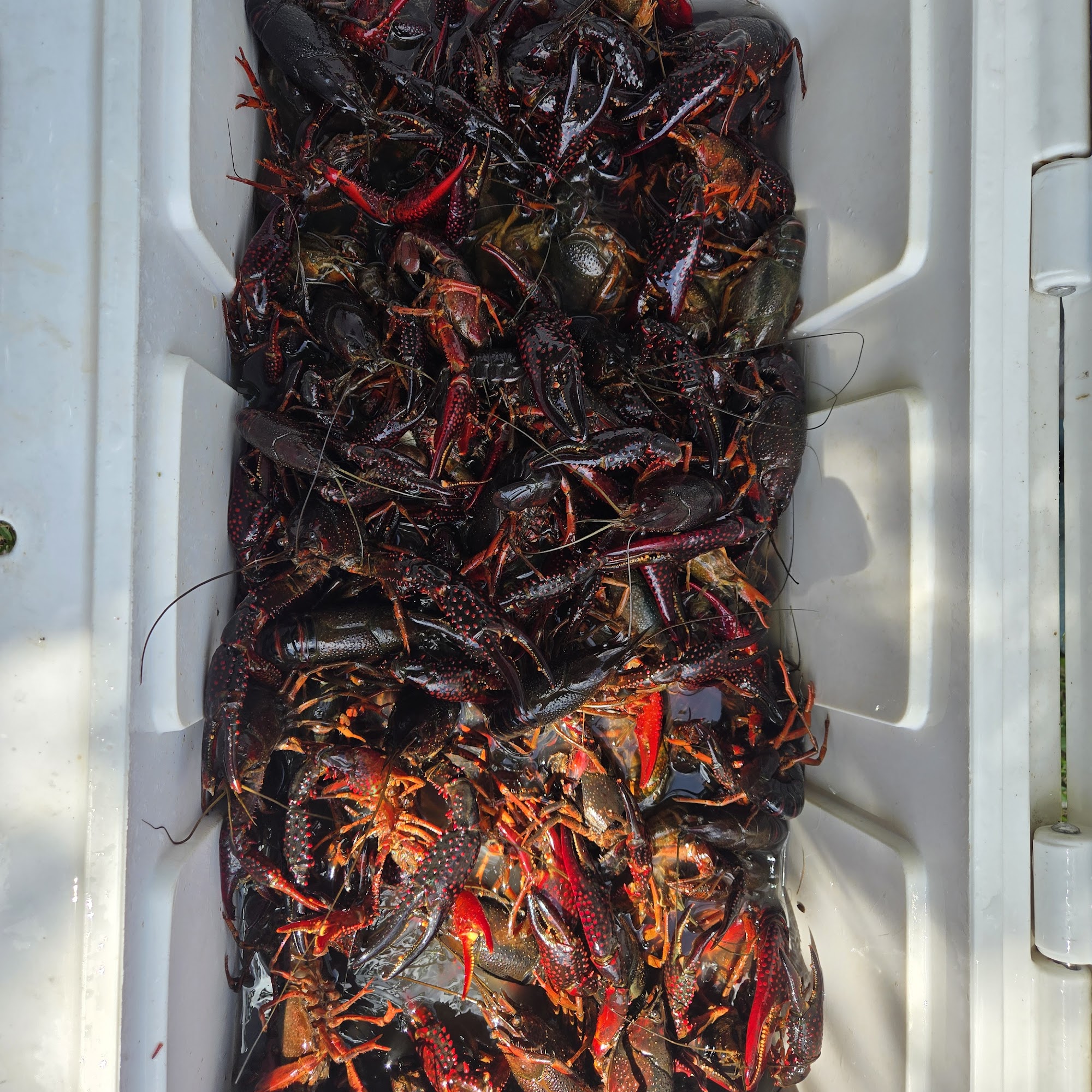Hanks Crawfish