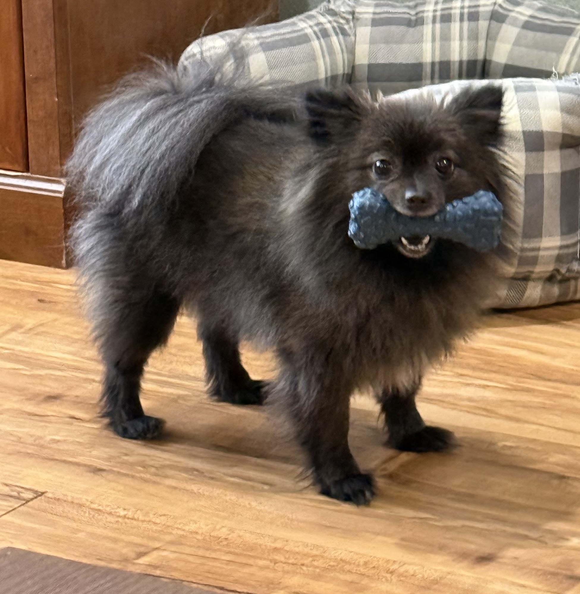 Melba's Pet Grooming Eunice