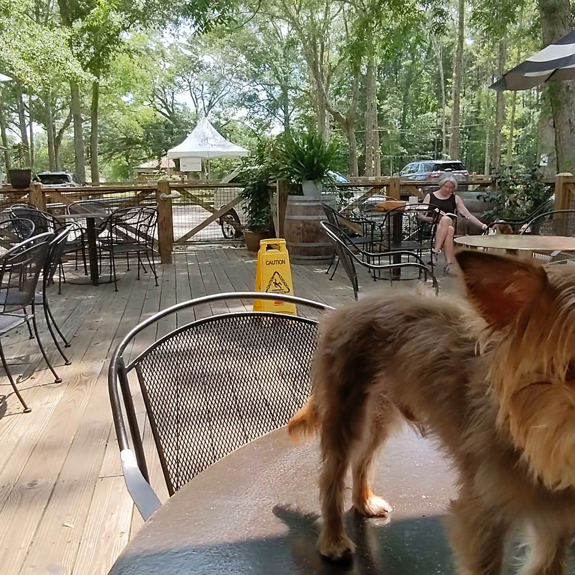 Giddy Up Folsom Folsom