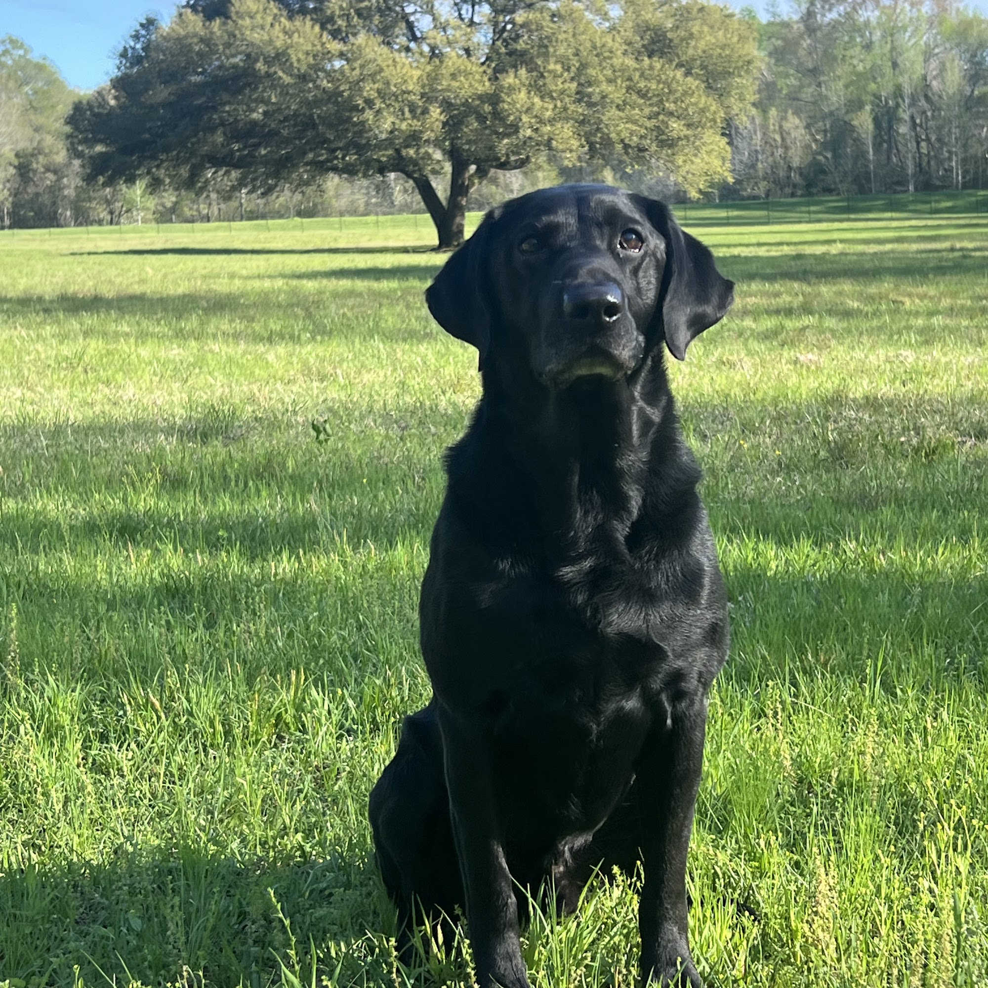 Folsom Veterinary Clinic Folsom