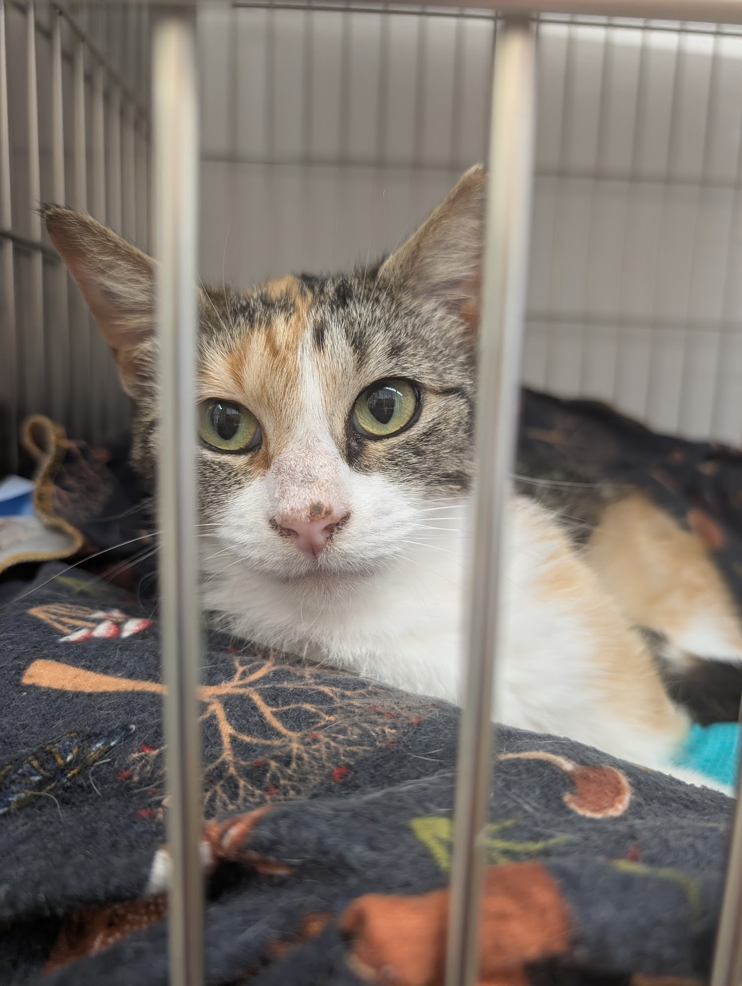 Big Sky CARES (formerly Big Sky Ranch/CATNIP Foundation) Folsom