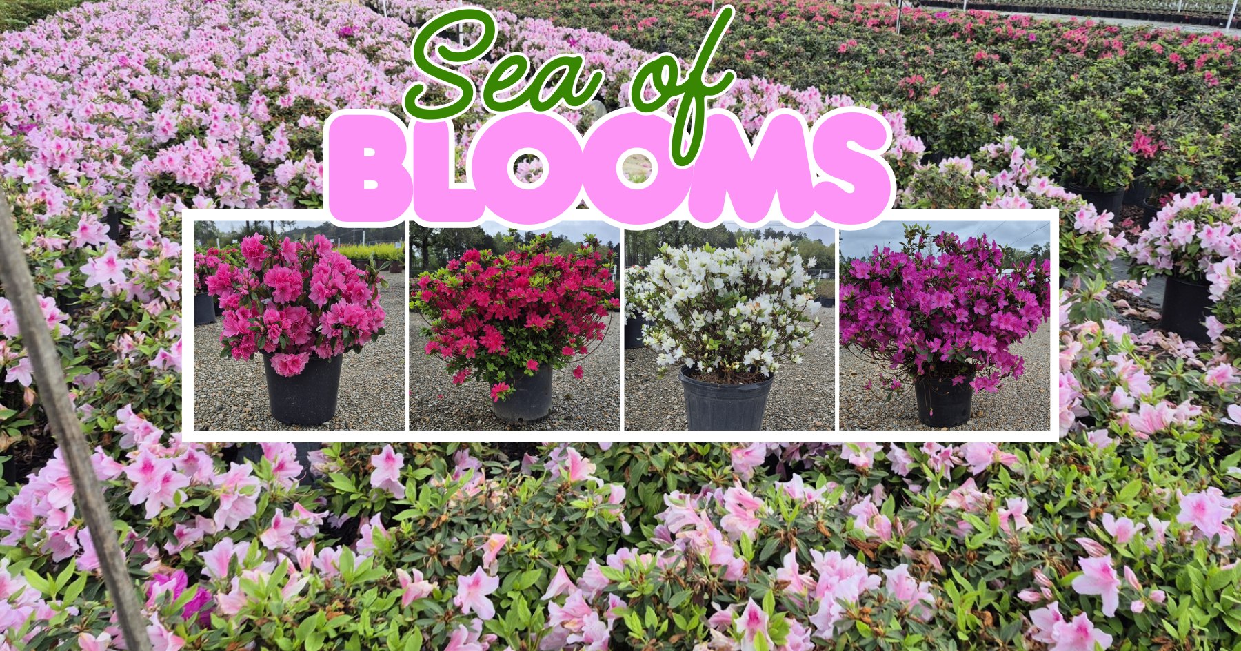 Paulk Brothers Nursery