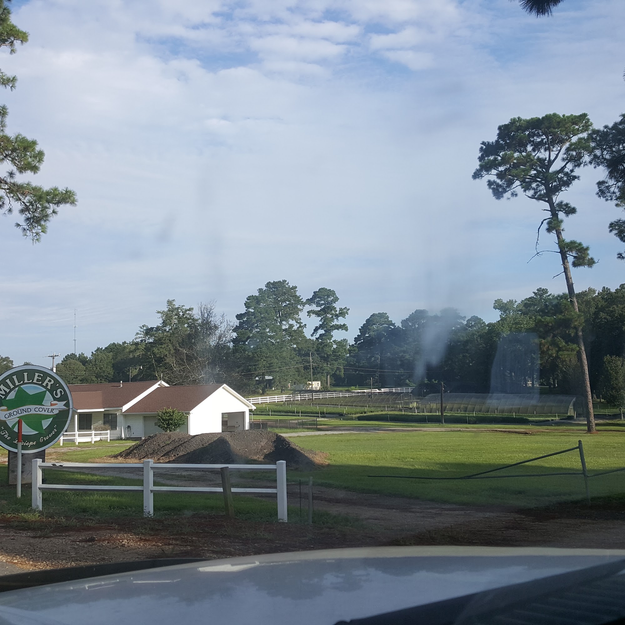 Miller's Ground Cover Forest Hill