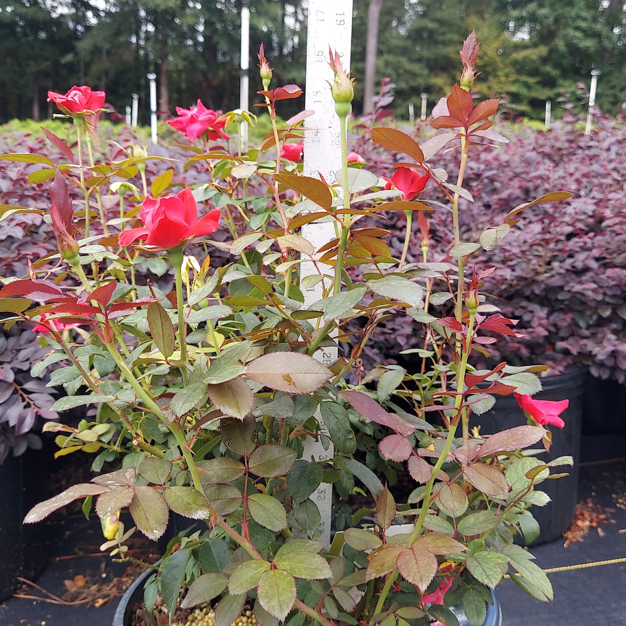 Broussards Nursery Forest Hill