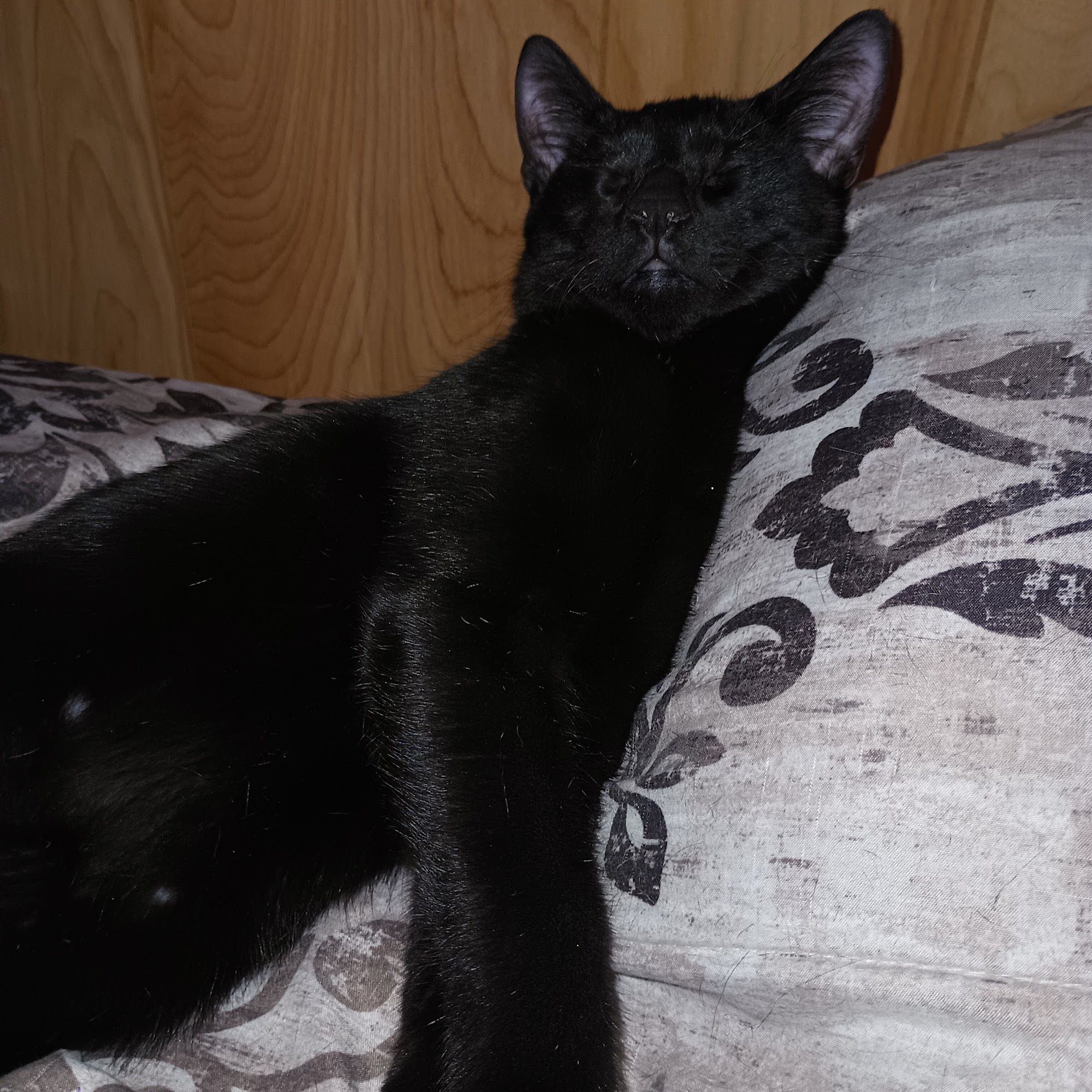 Animal Medical Center of Franklin Franklin