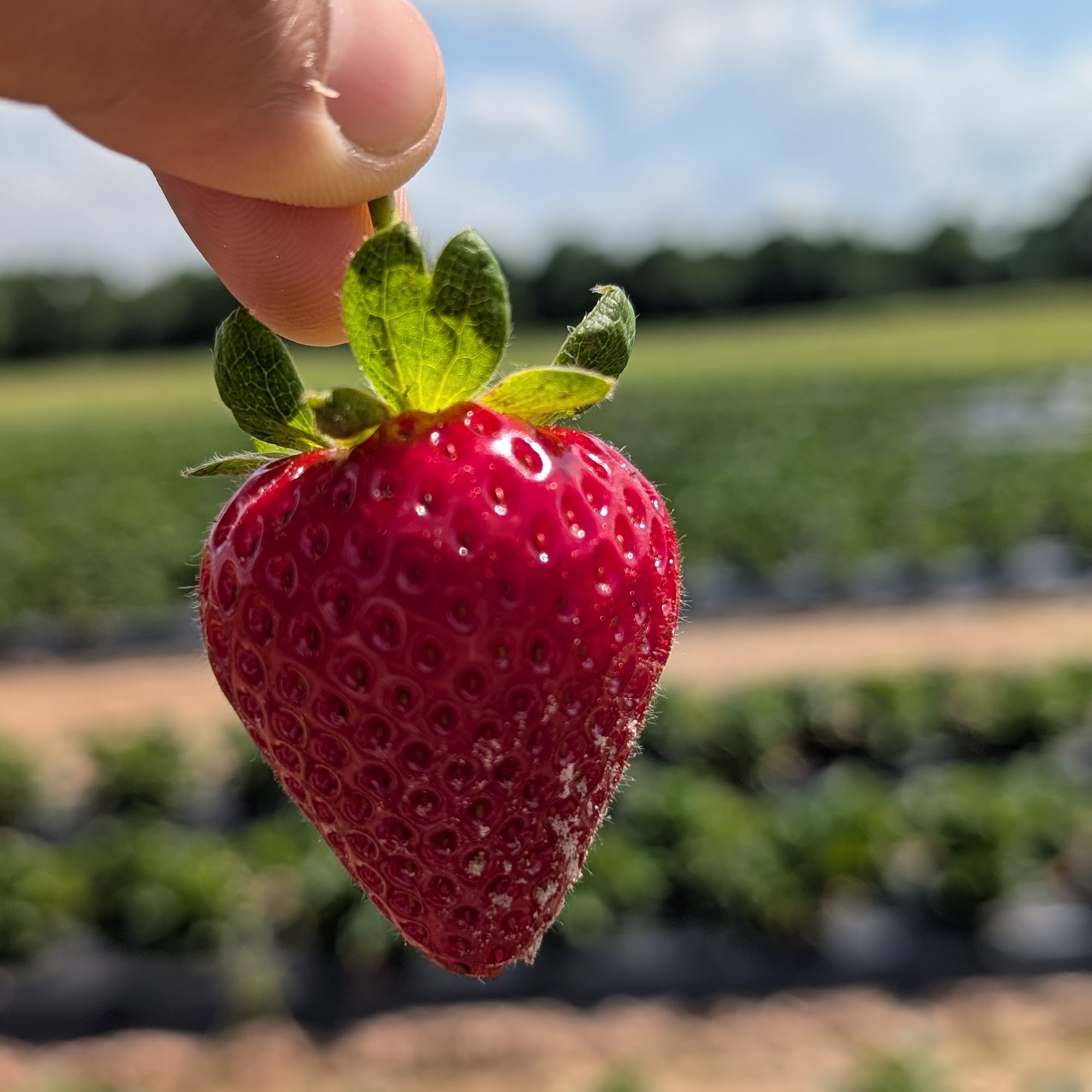 Kingston Orchards - Peaches and Fresh local strawberries U-pick and pre-picked Frierson