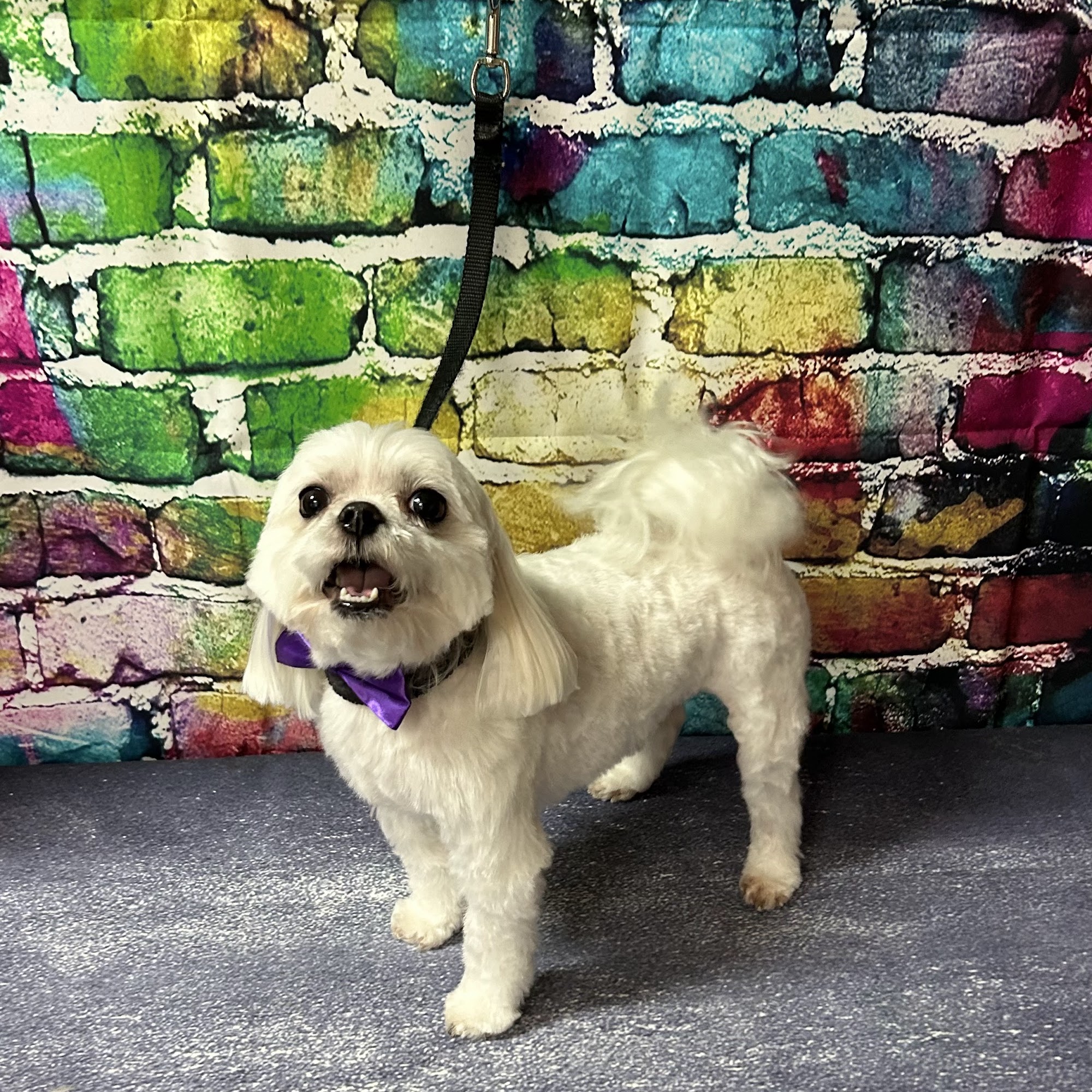 Andermann Animal Clinic Gonzales