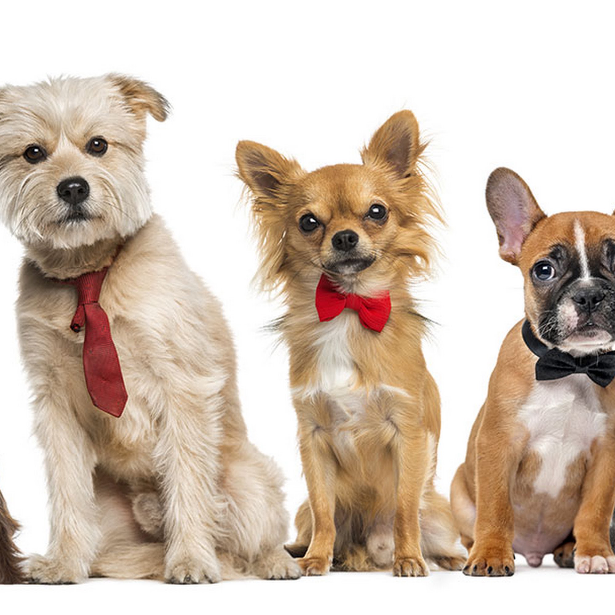 East Bank Veterinary Hospital Gonzales