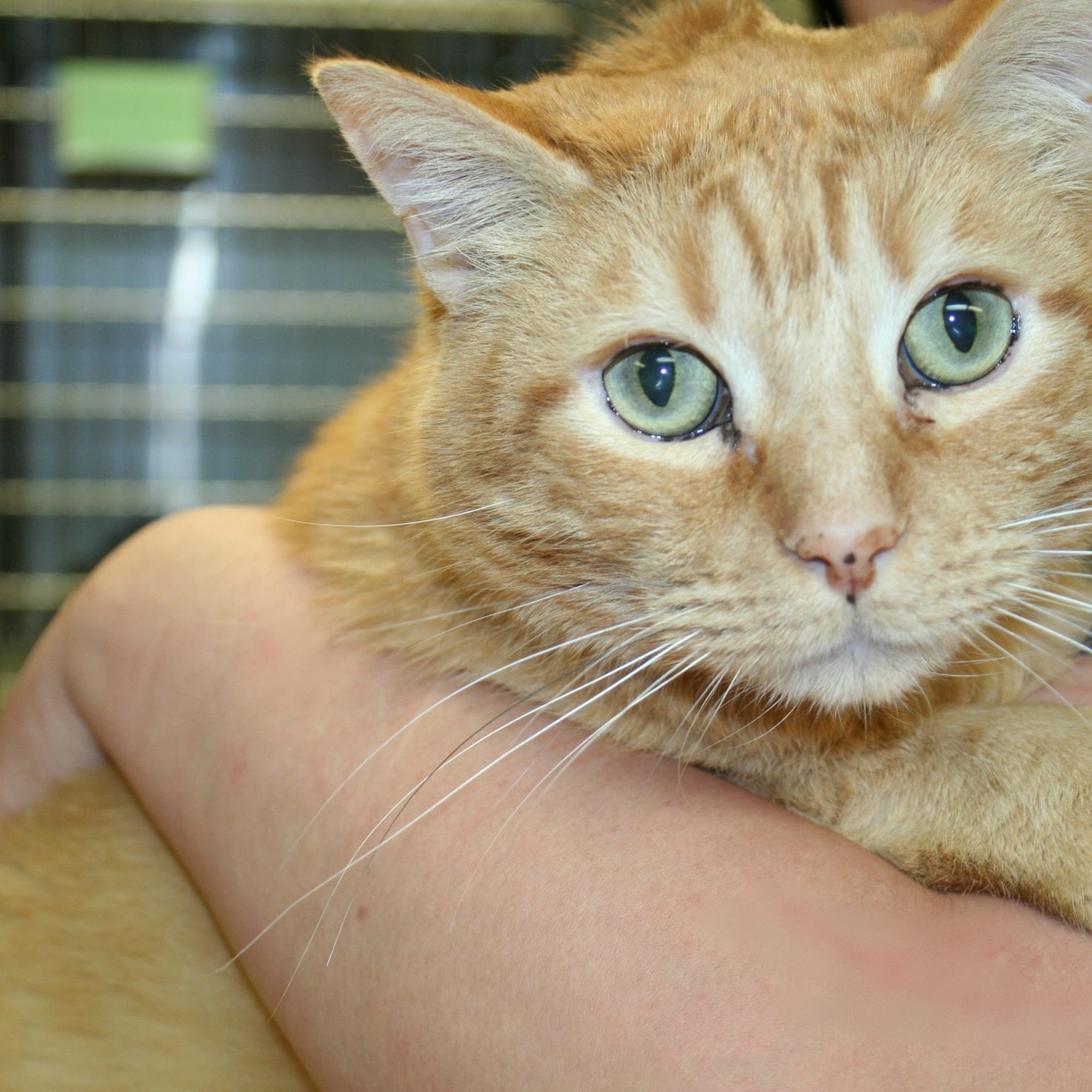 Primary Veterinary Care Gretna