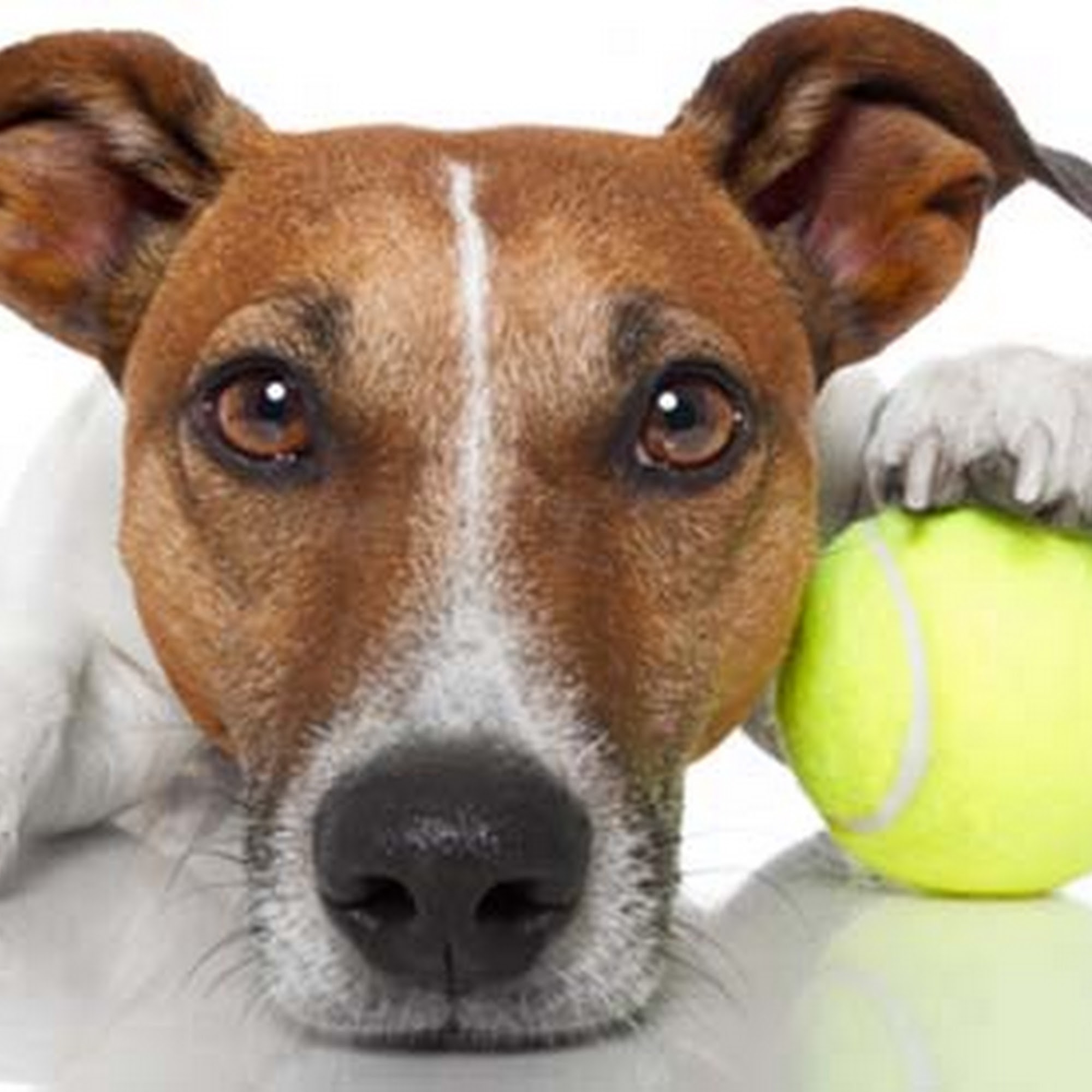 Hammond Veterinary Services: Jody Bondurant DVM Hammond