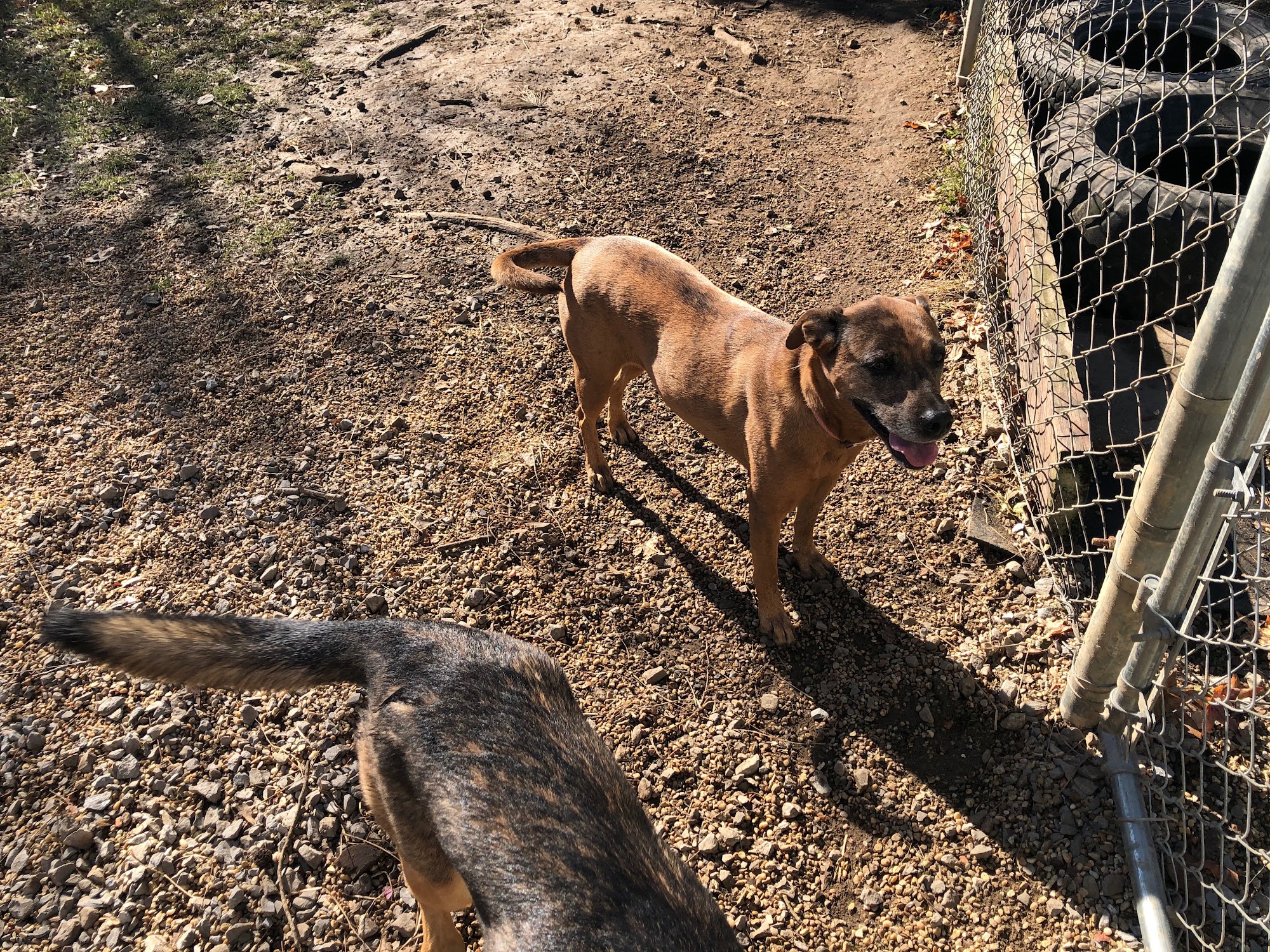 Dog Gone Right, L.L.C. Hammond