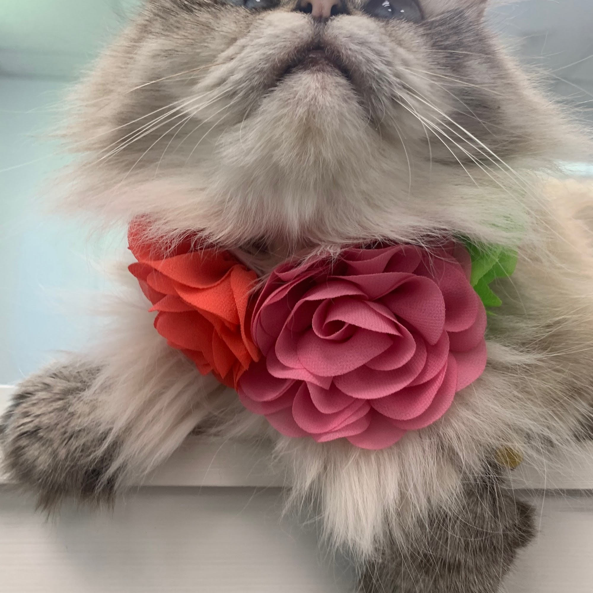 Crossroads Cat Clinic Hammond