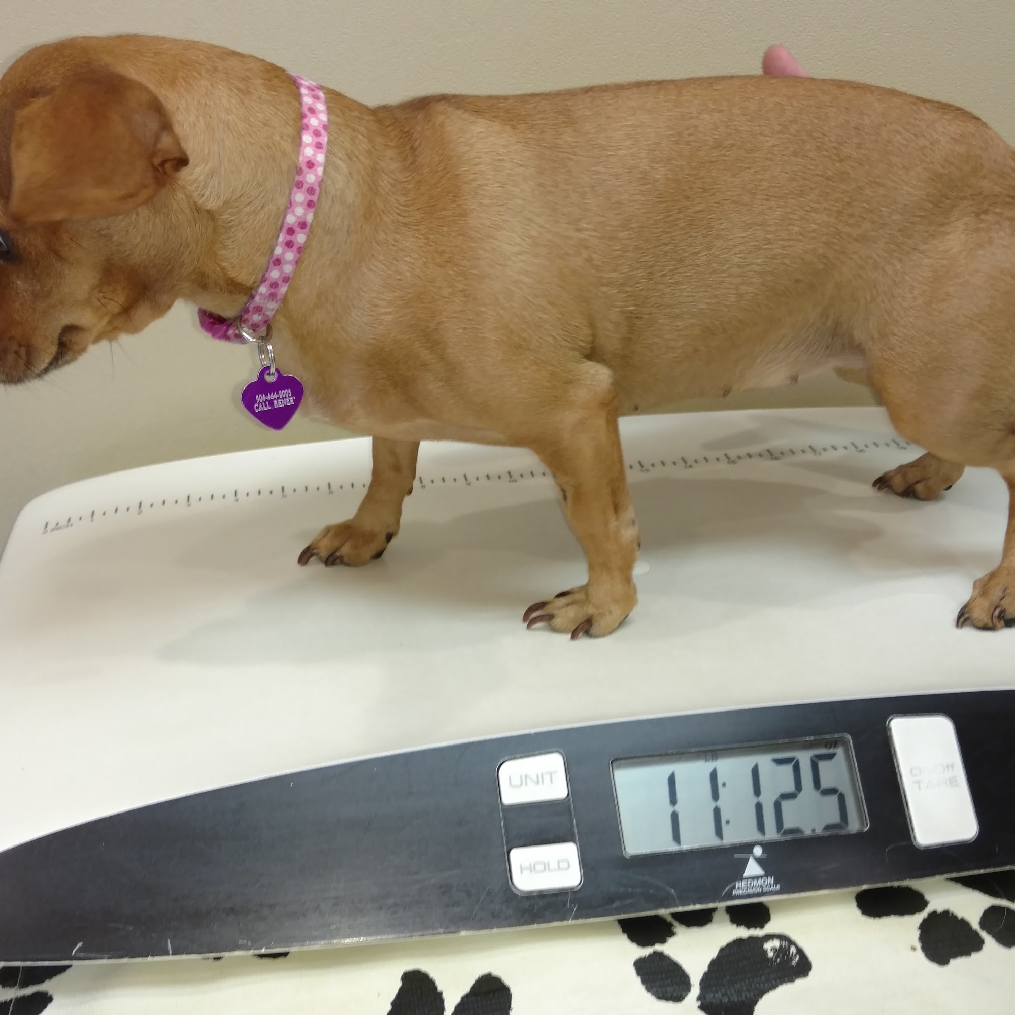 Marrero Veterinary Clinic Harvey