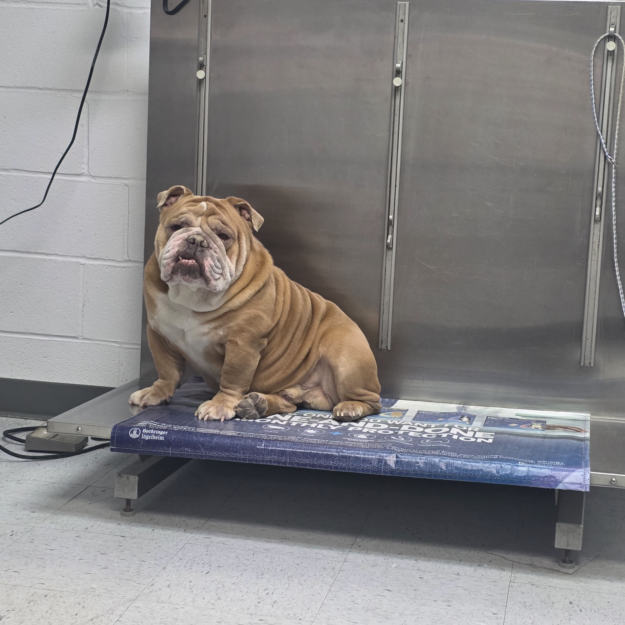 Manhattan Animal Clinic & Boarding Kennel Harvey