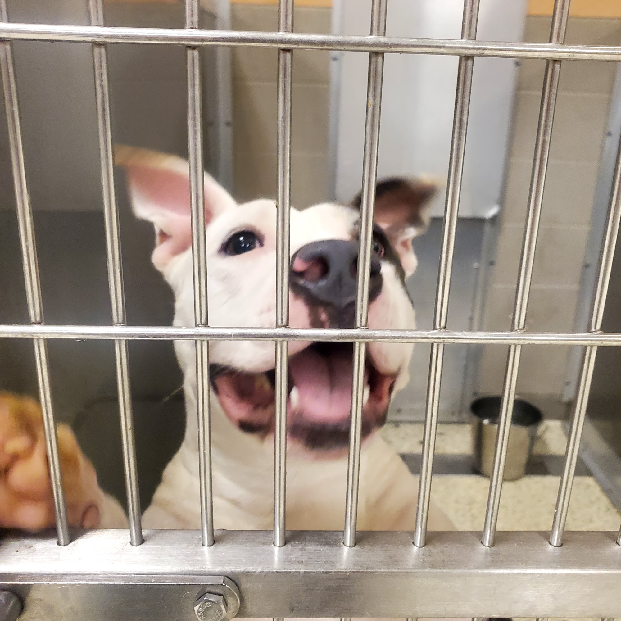 Jefferson Protection and Animal Welfare Services Harvey