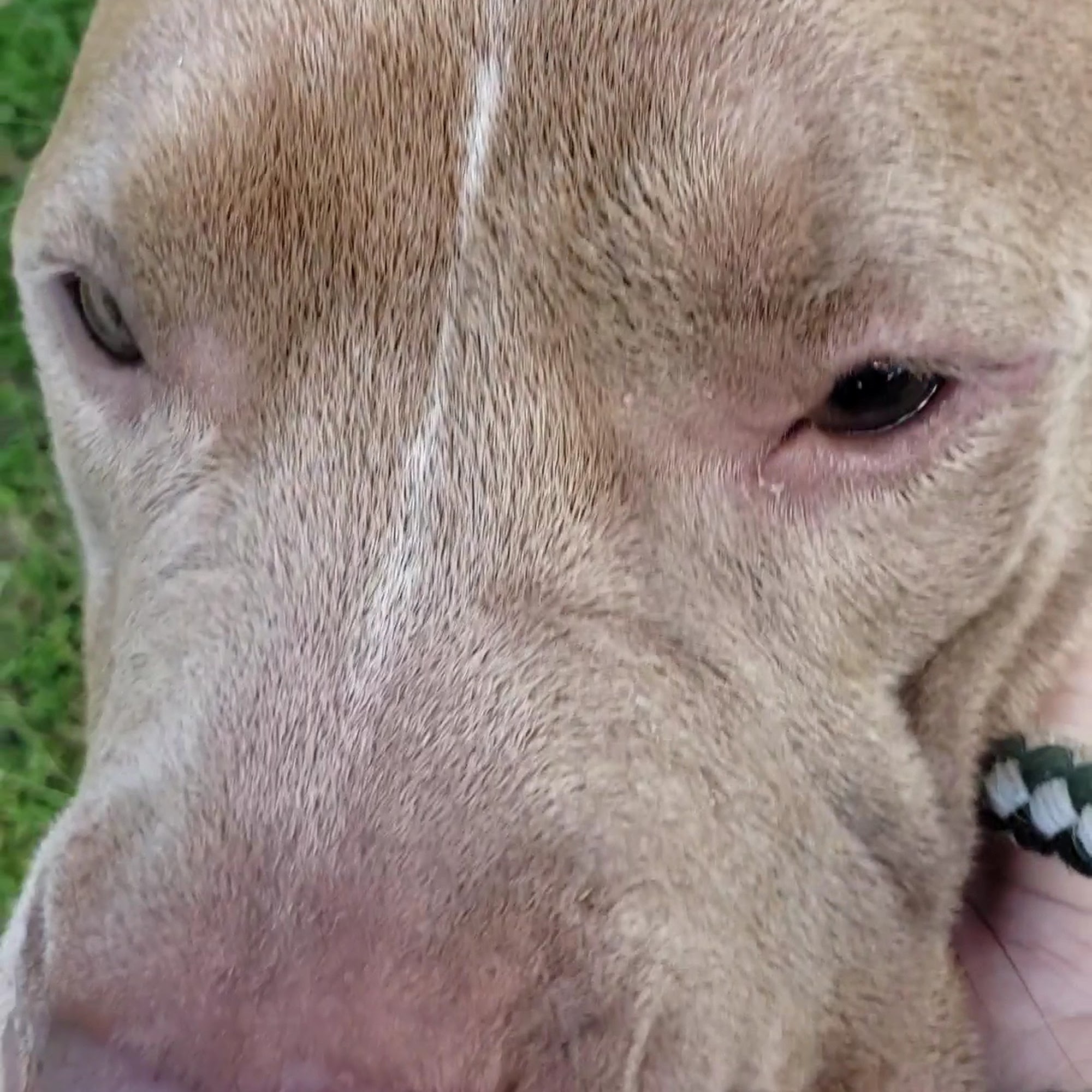 Jefferson Protection and Animal Welfare Services Harvey