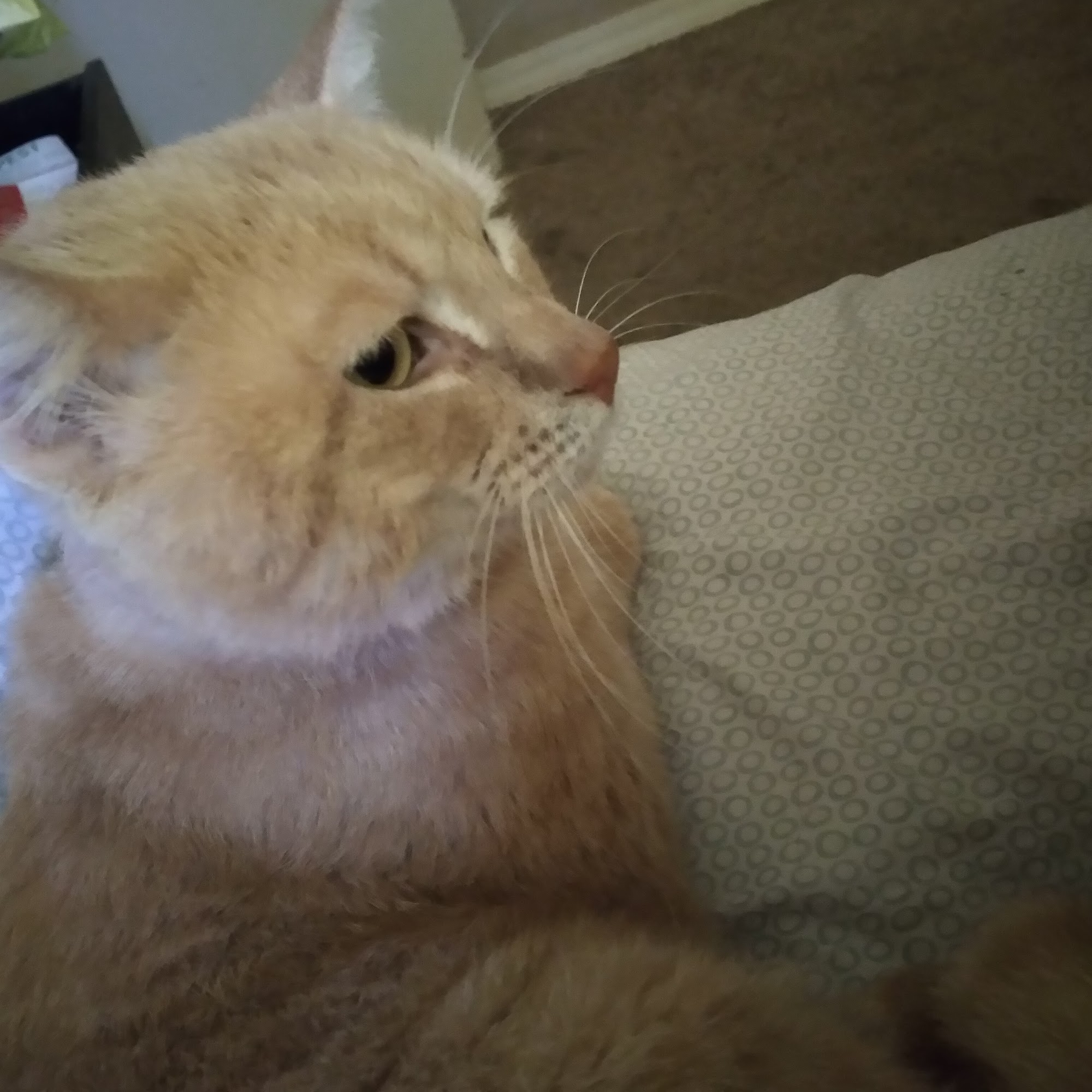 Bellevue Road Animal Hospital Haughton