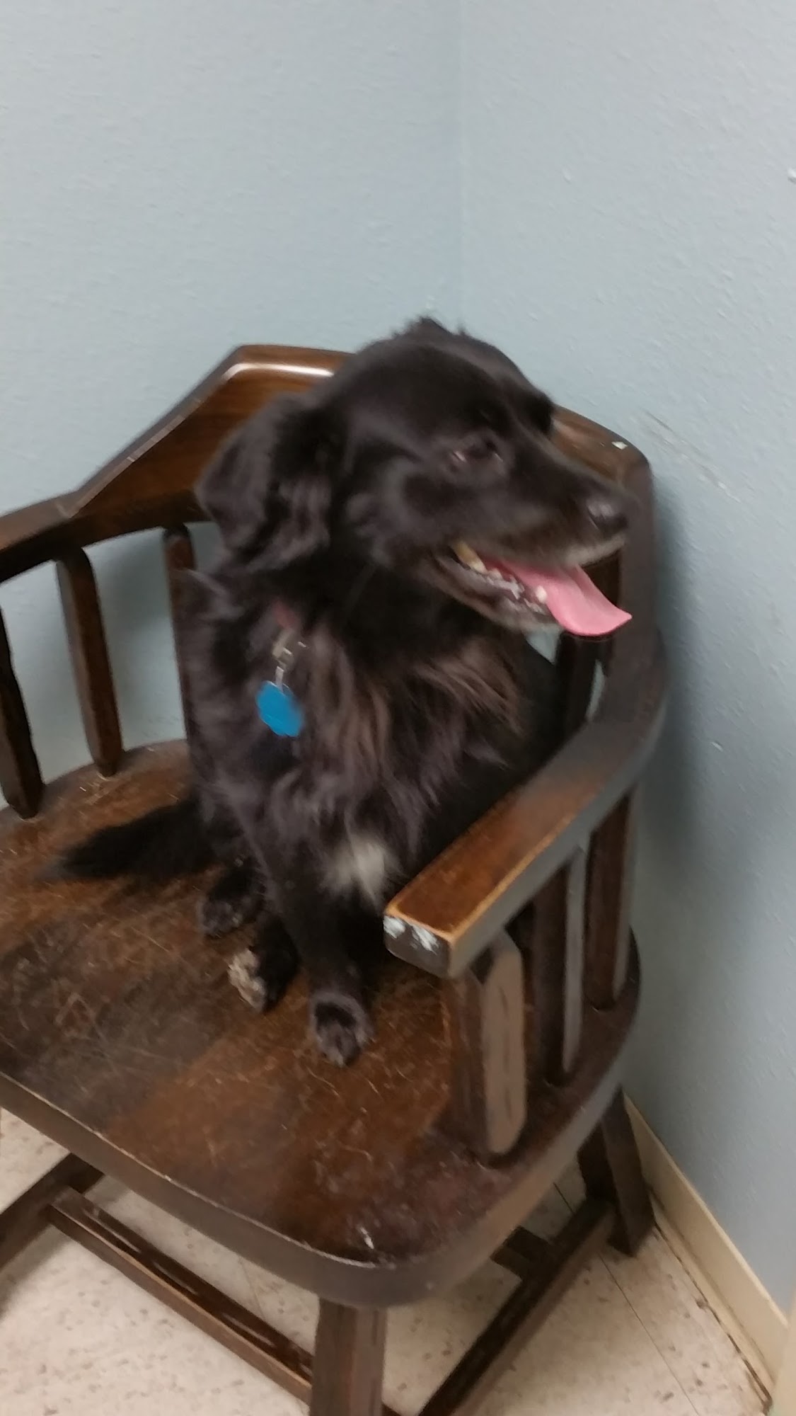 Bellevue Road Animal Hospital Haughton