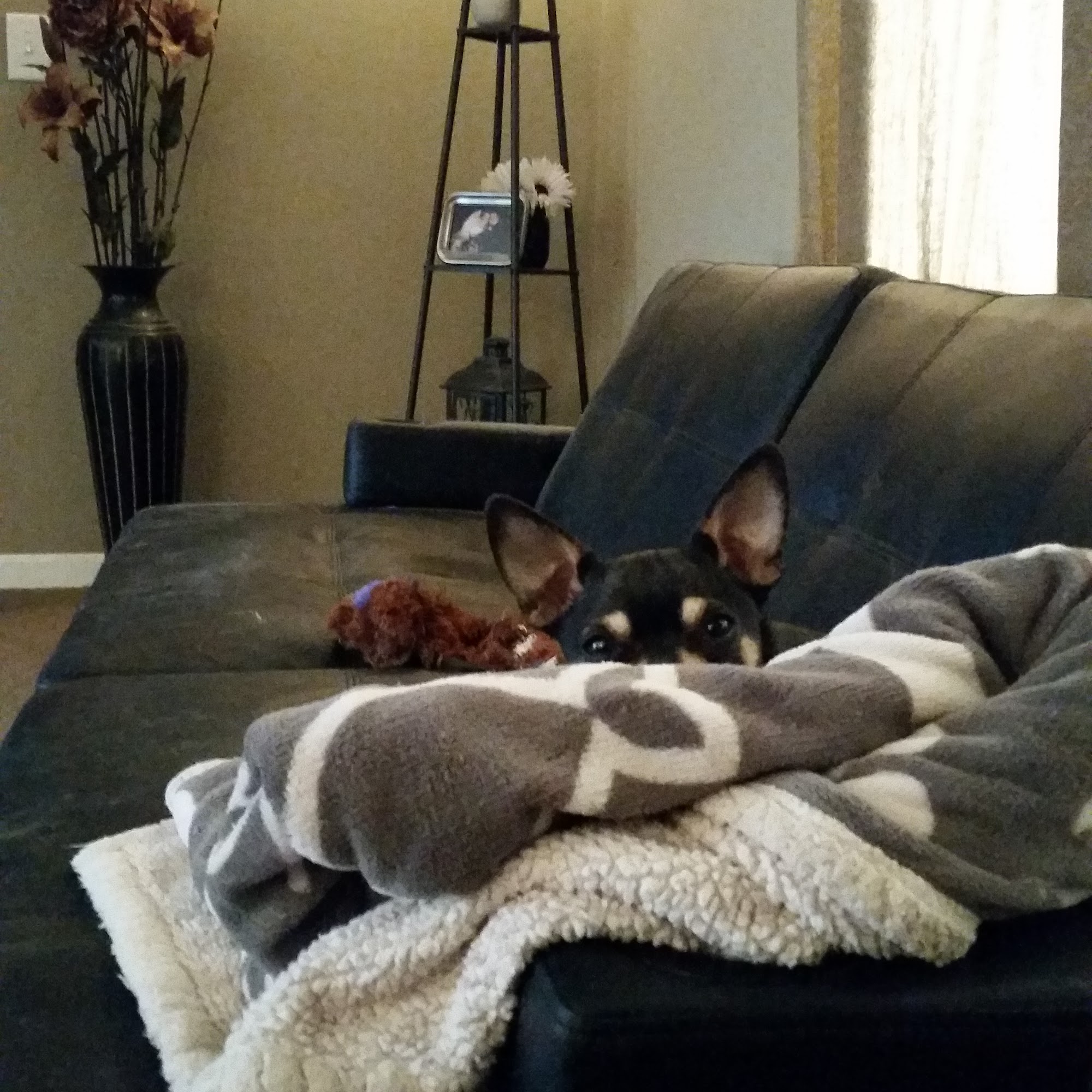 Licks & Loves Dog Services Haughton