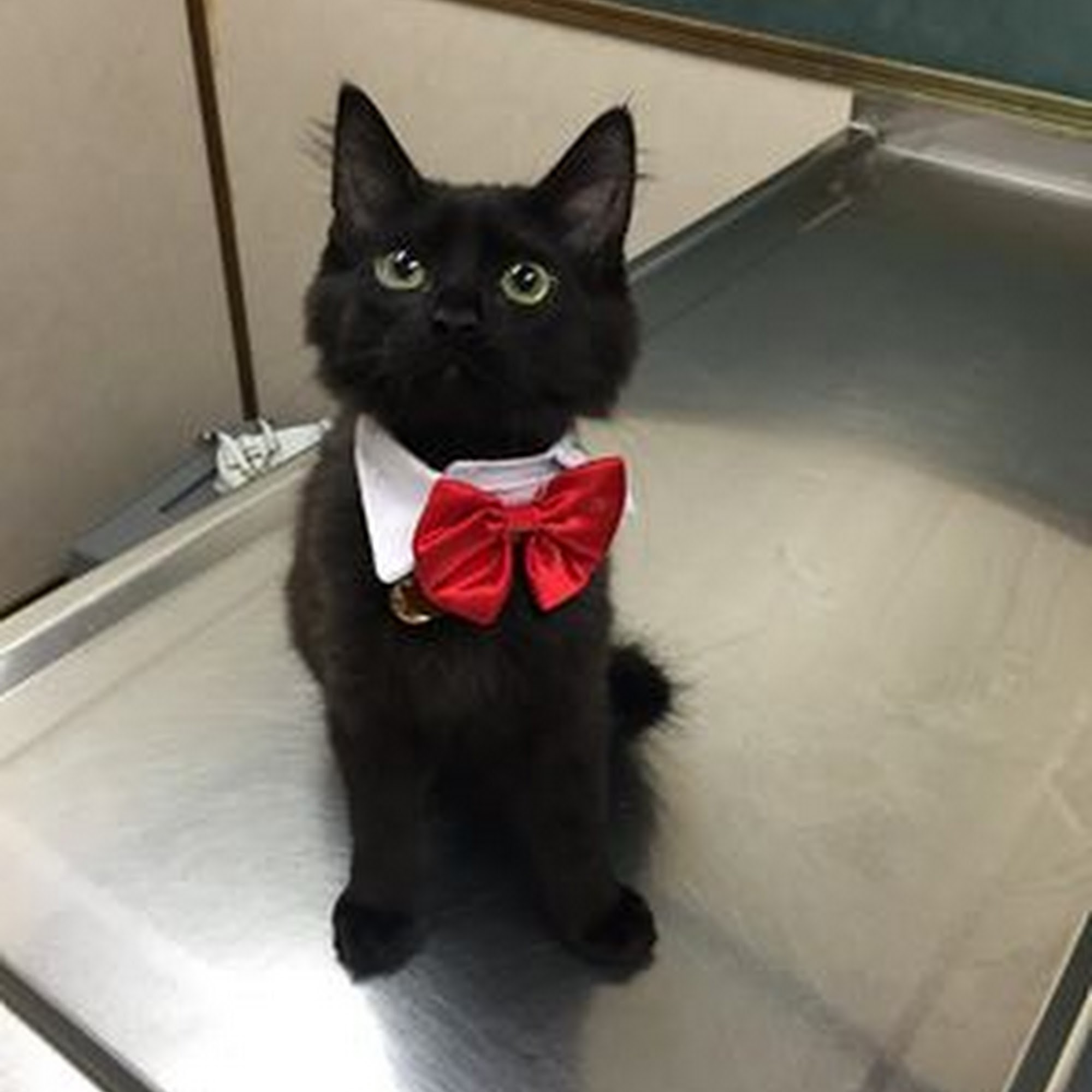 West Park Veterinary Services Houma