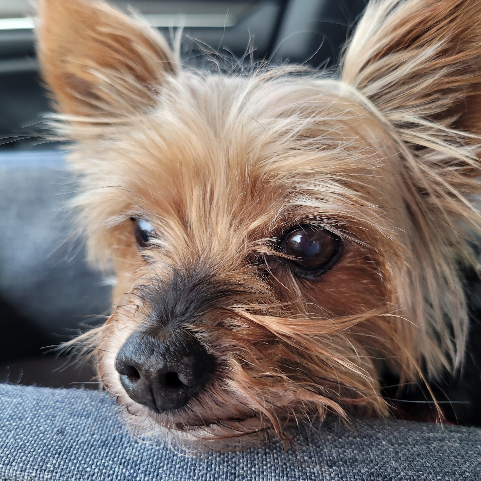 Animal Kingdom Veterinary Hospital Houma