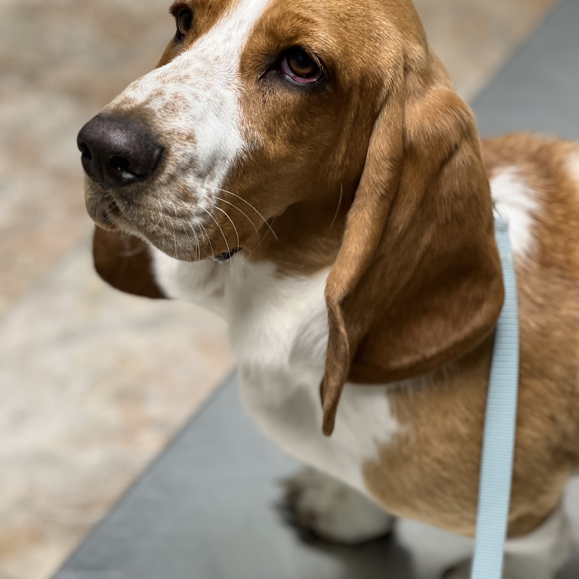 Marcello Veterinary Hospital Houma Houma