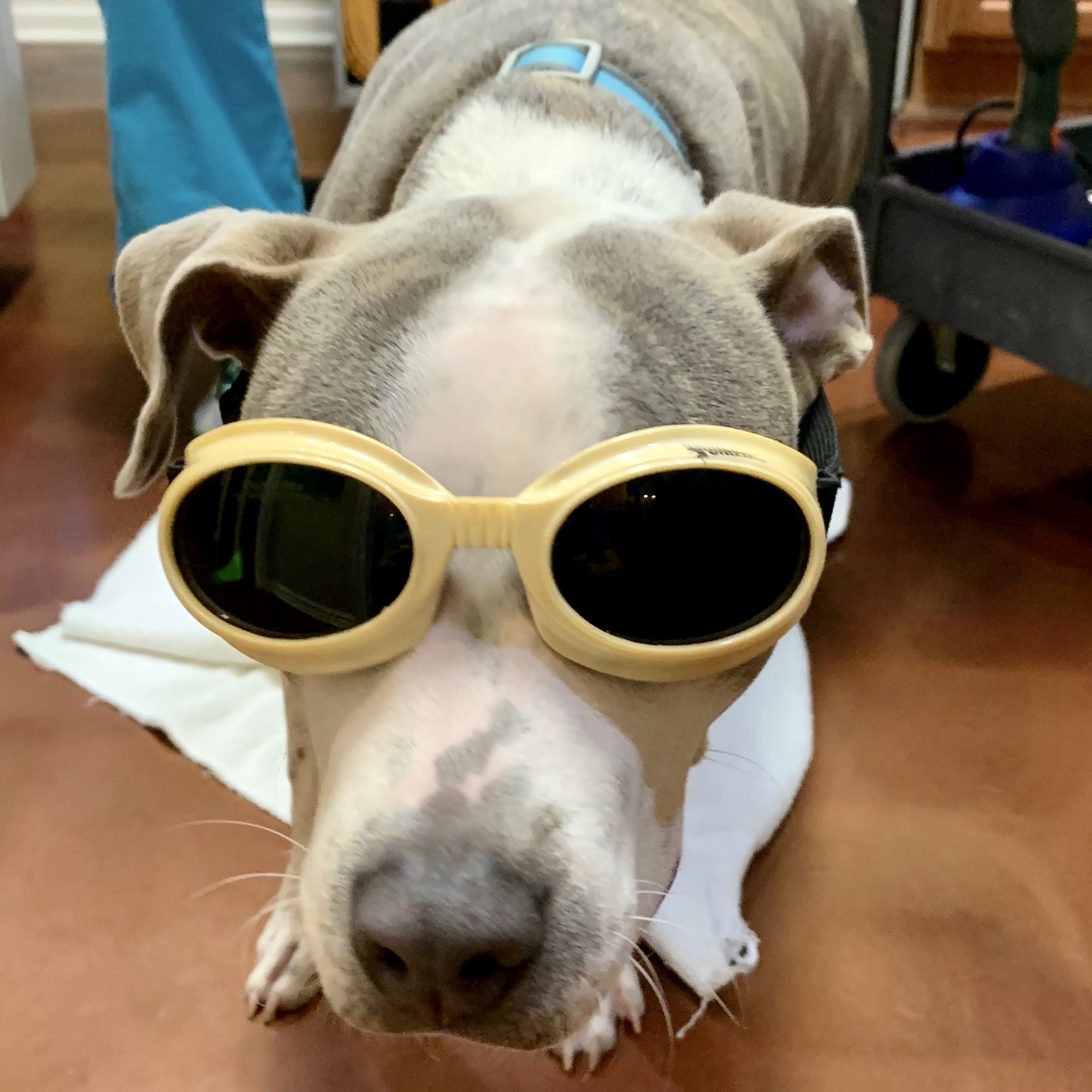 Bayou Cane Veterinary Hospital Houma