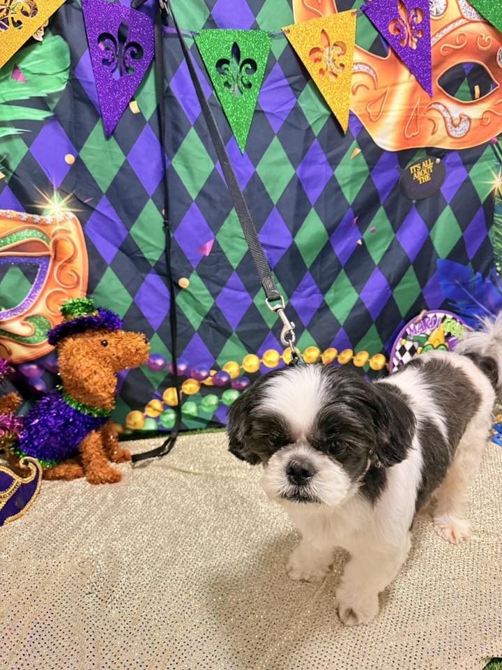 Cajun Canine Pet Grooming & Boarding Houma