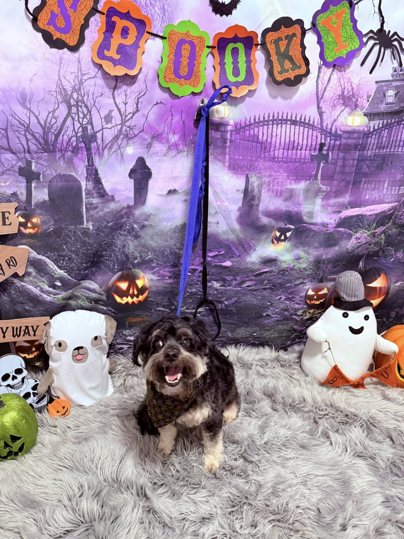 Cajun Canine Pet Grooming & Boarding Houma