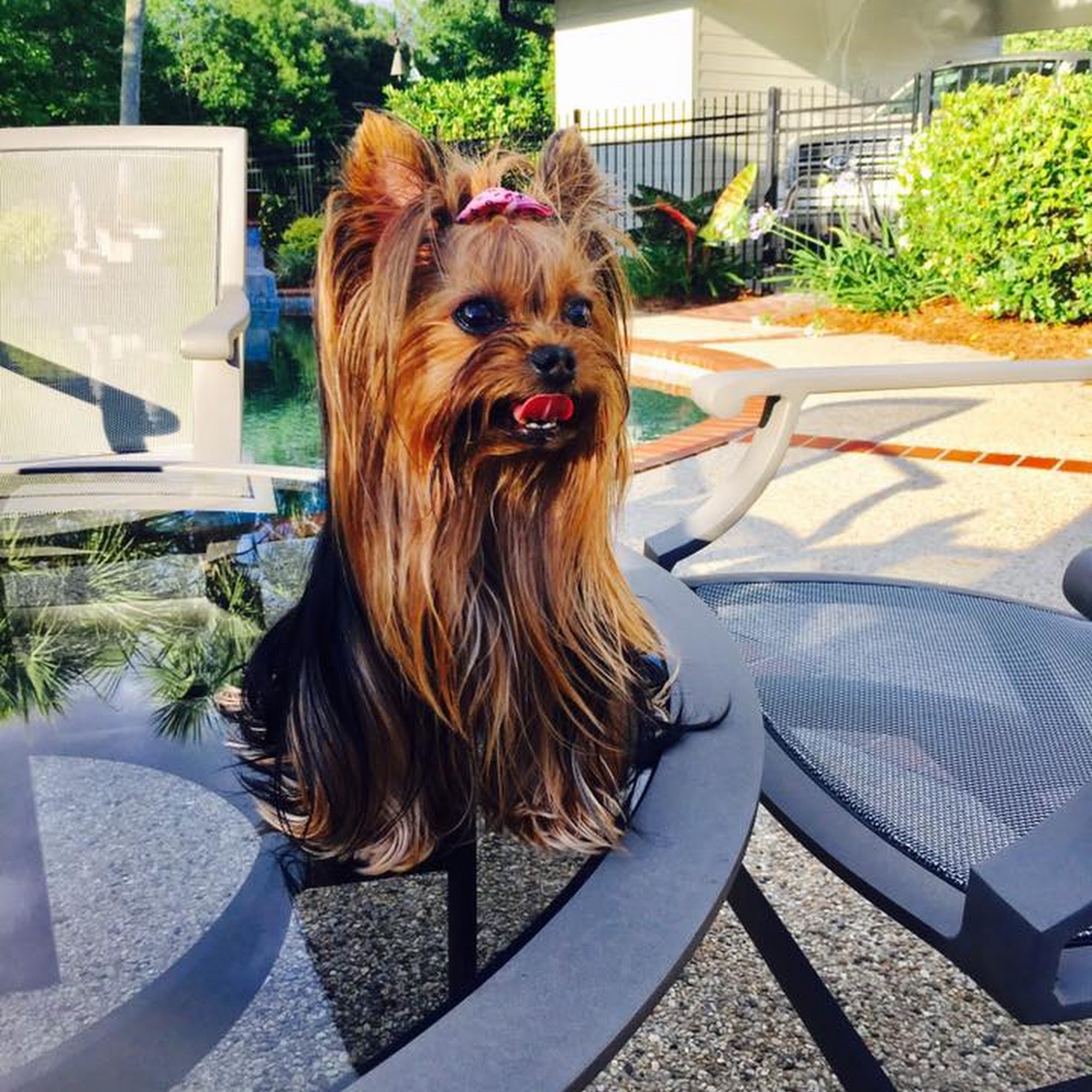 T's Parrots & Pups Houma